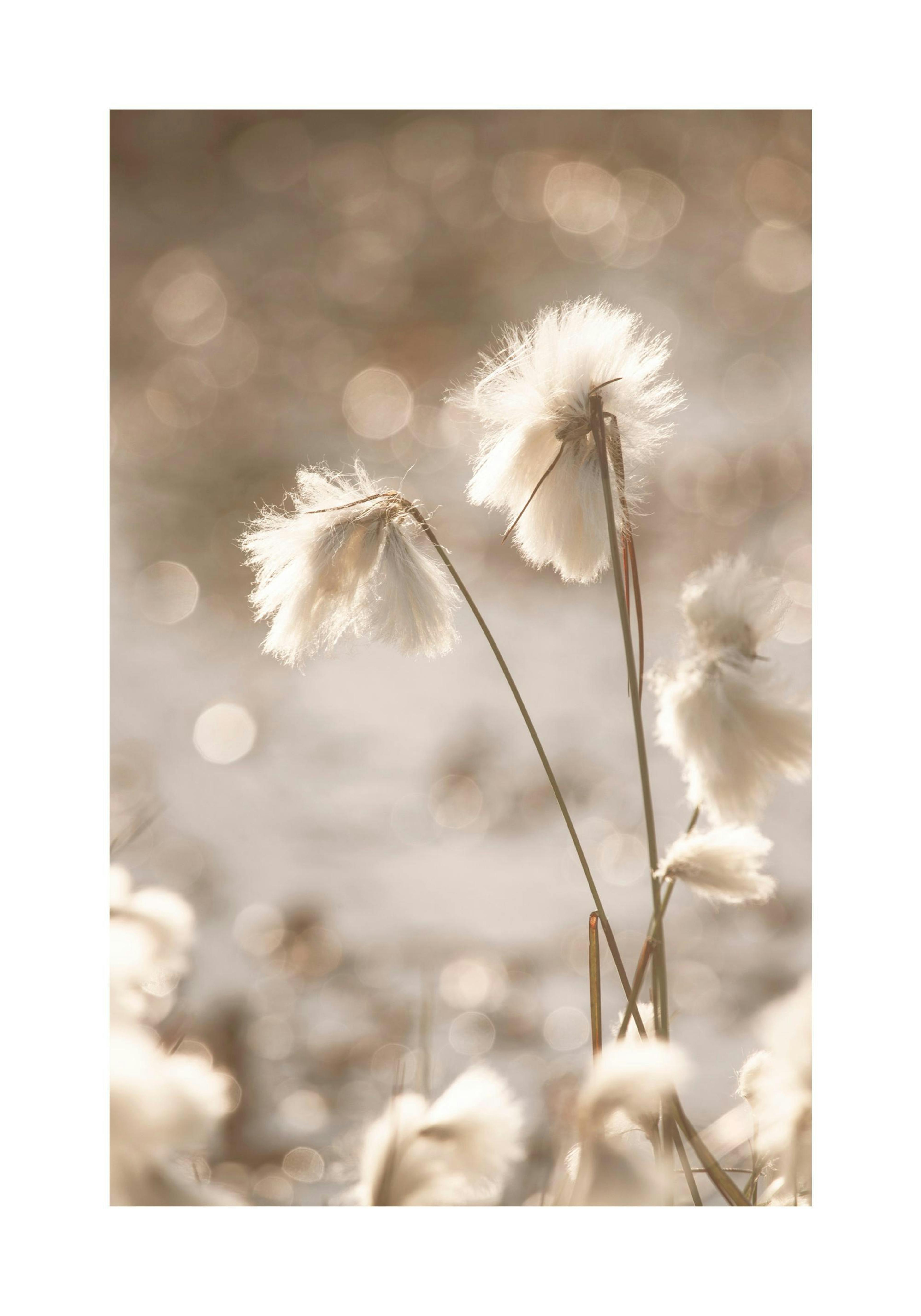 Cotton Grass Plakát