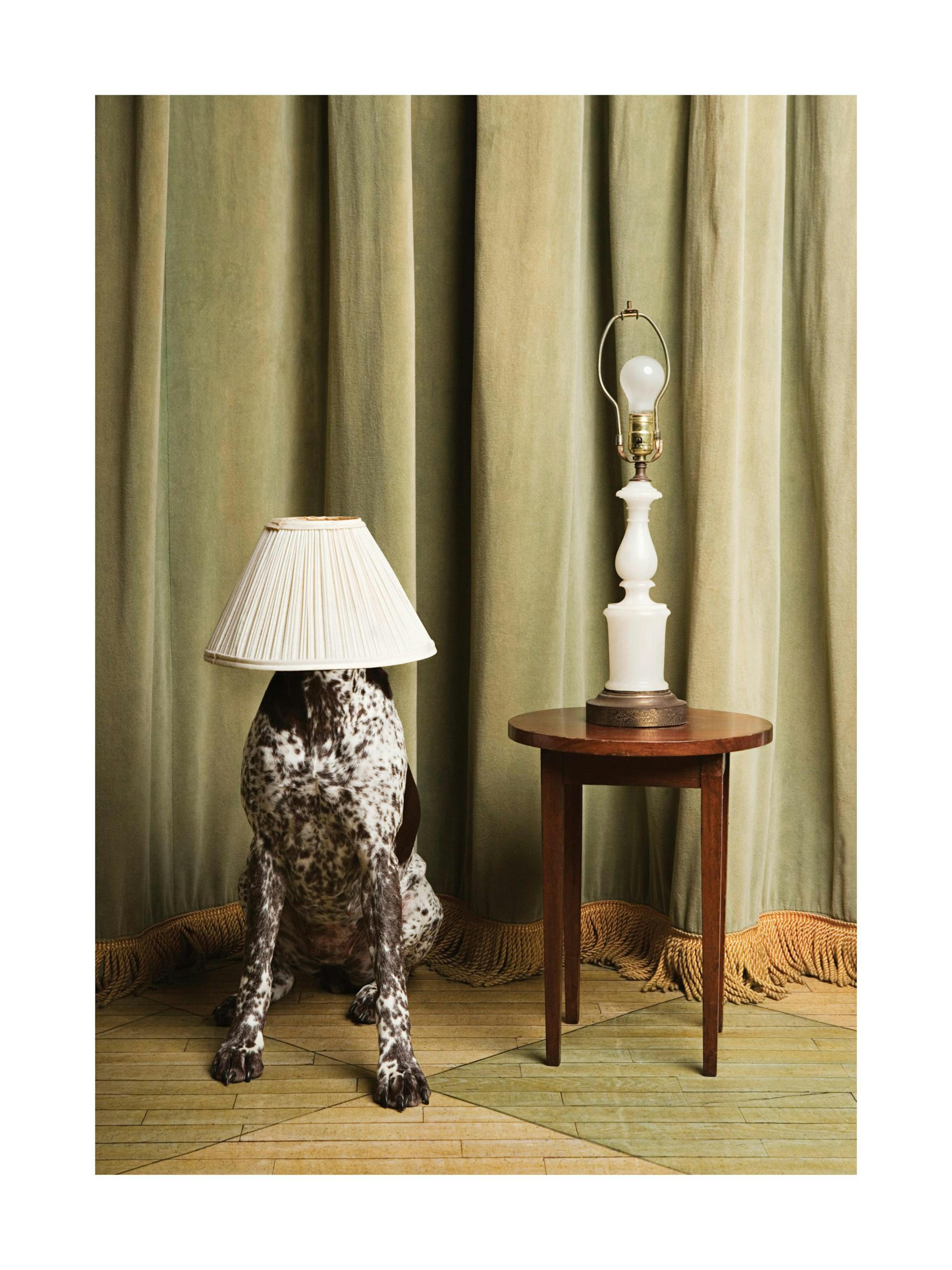 The Dog Lamp Poster