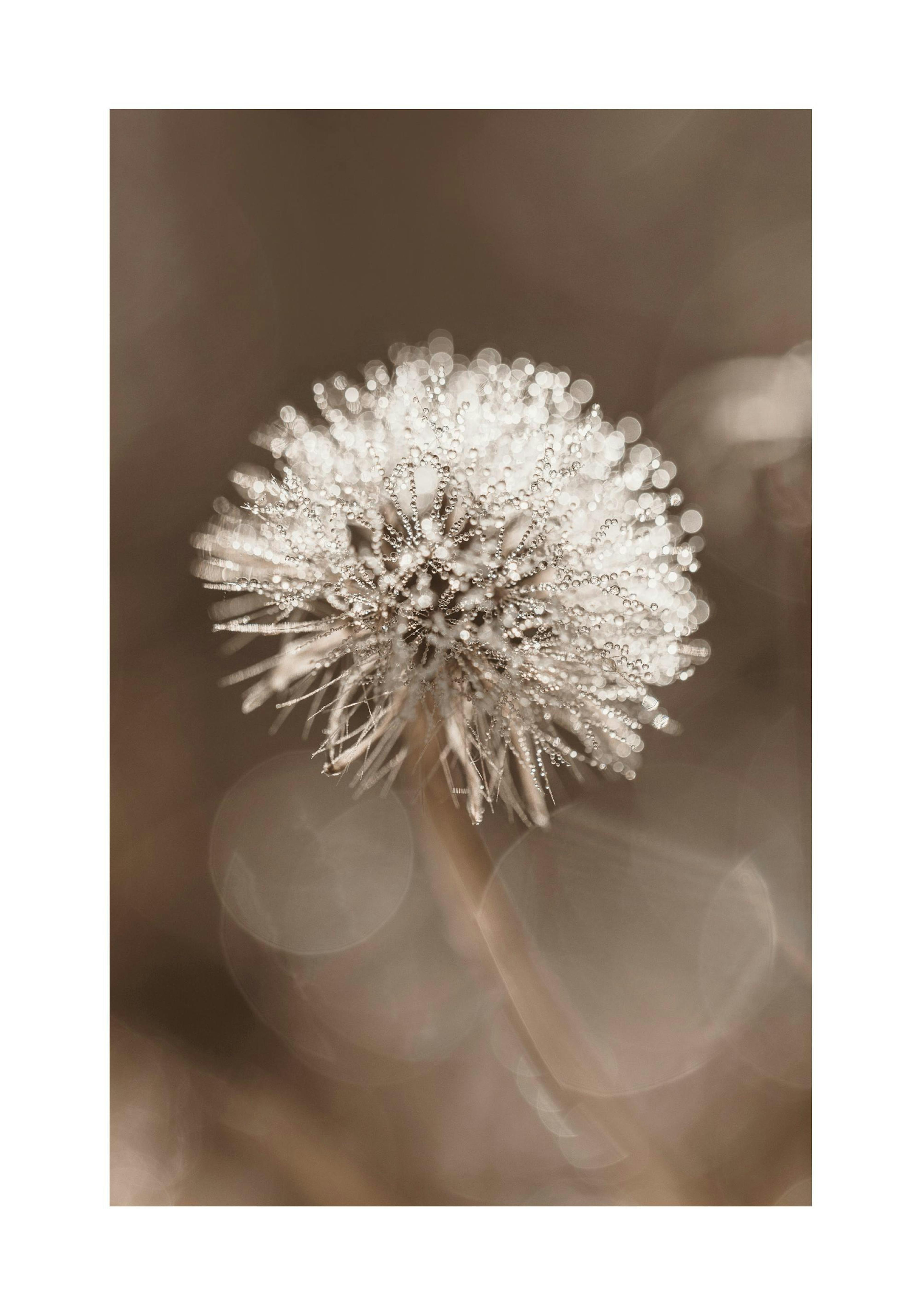 Dark Dandelion Print
