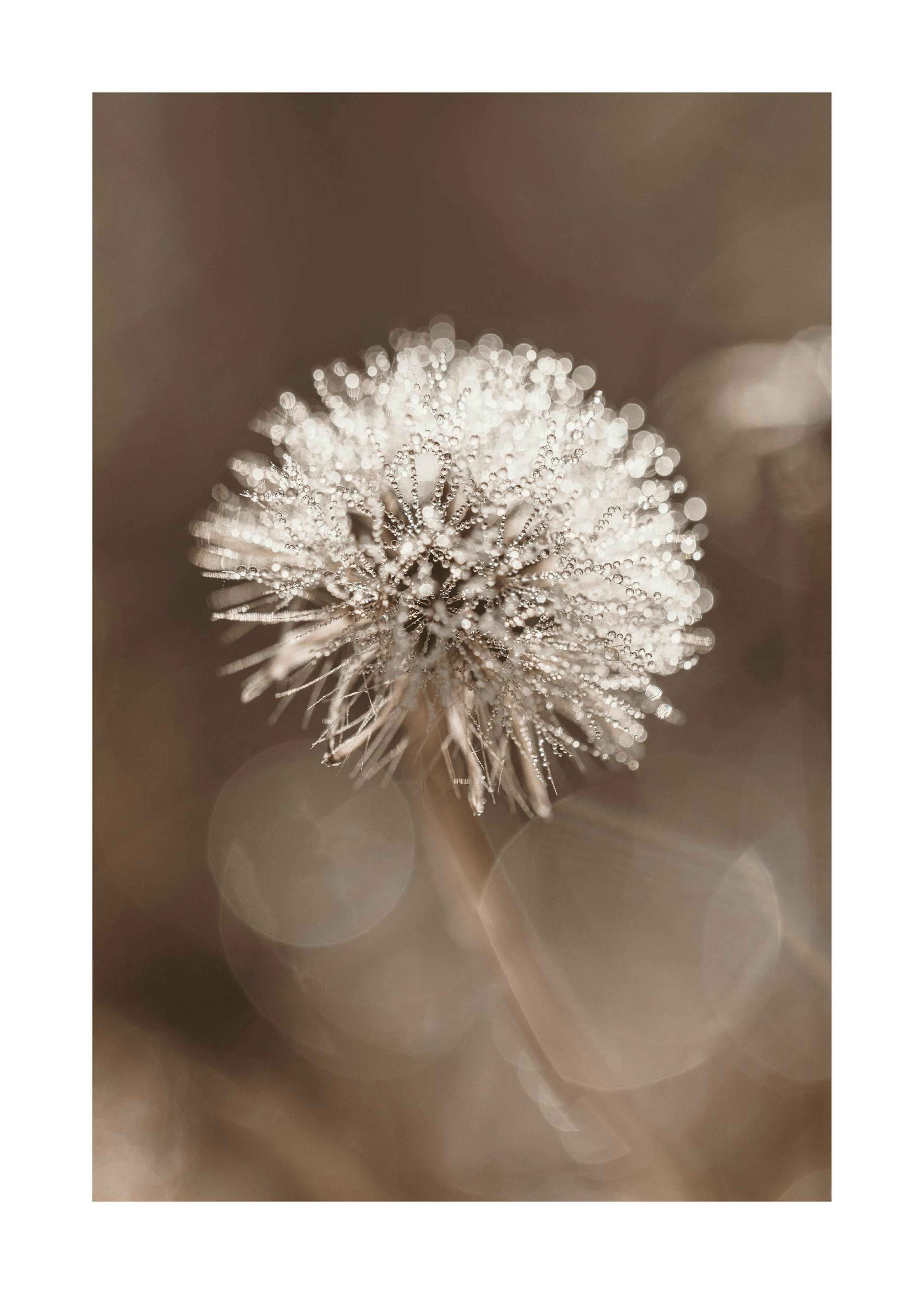 Dark Dandelion Print 0