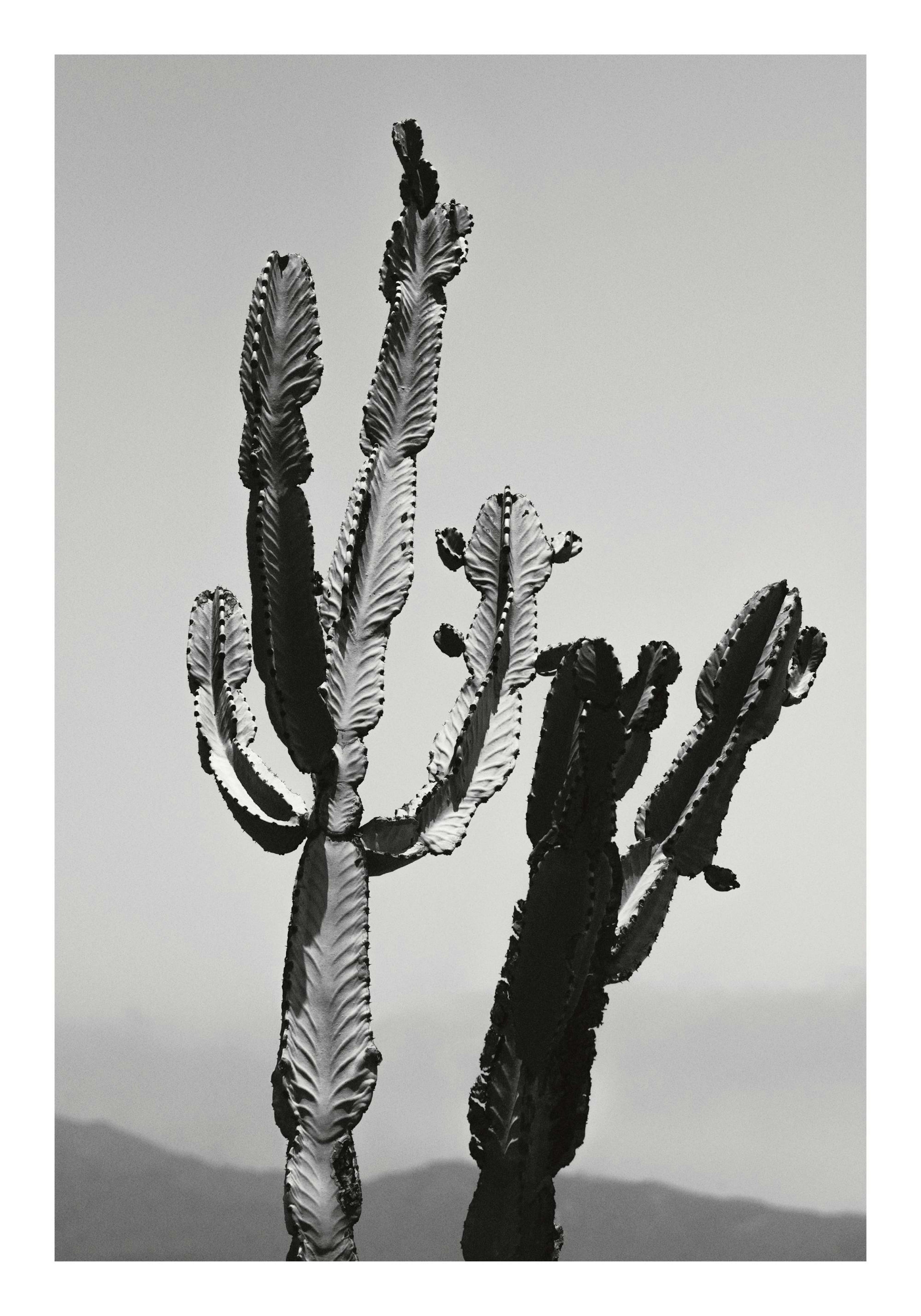 Wild Cacti Print