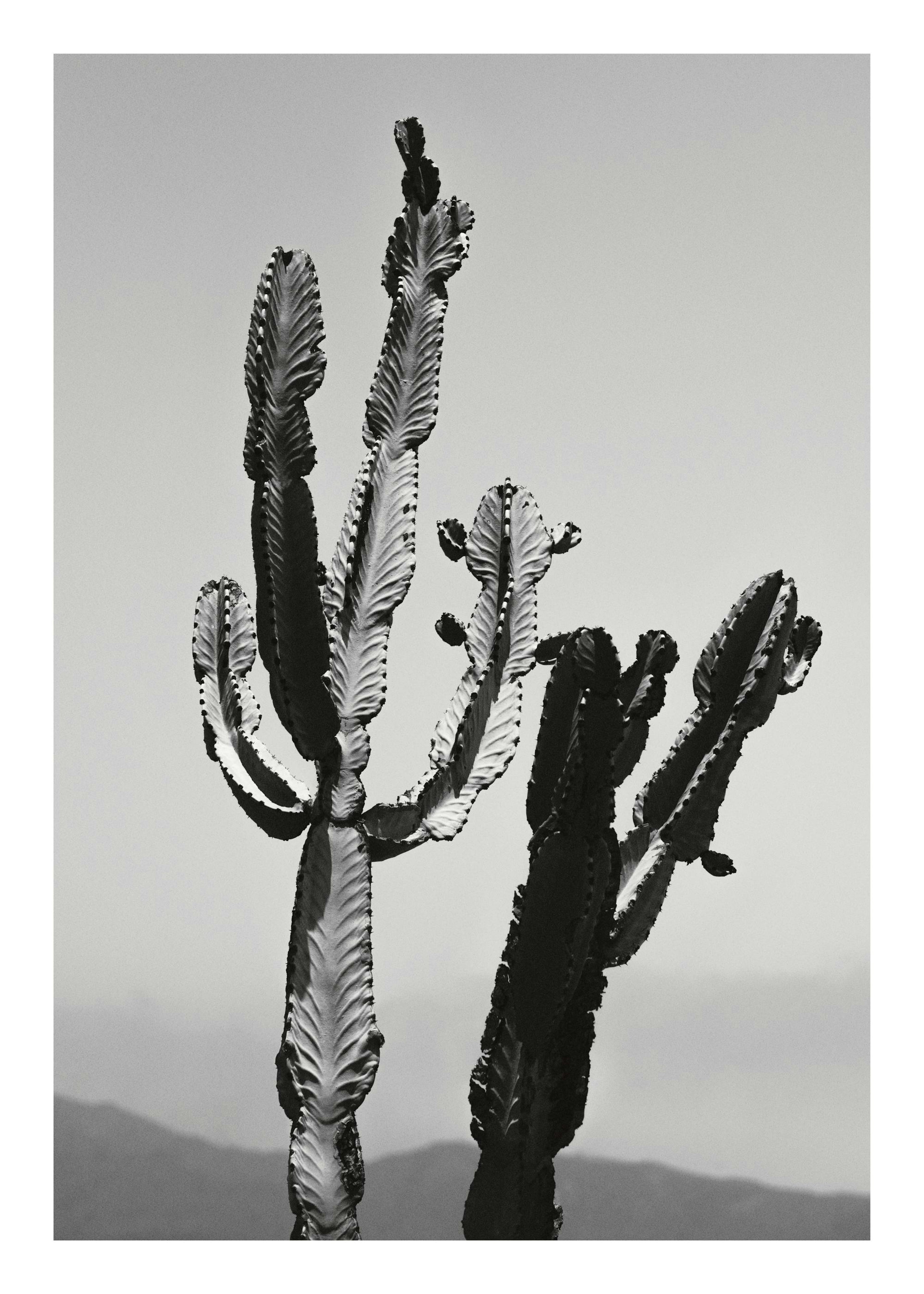 Wild Cacti Poster 0