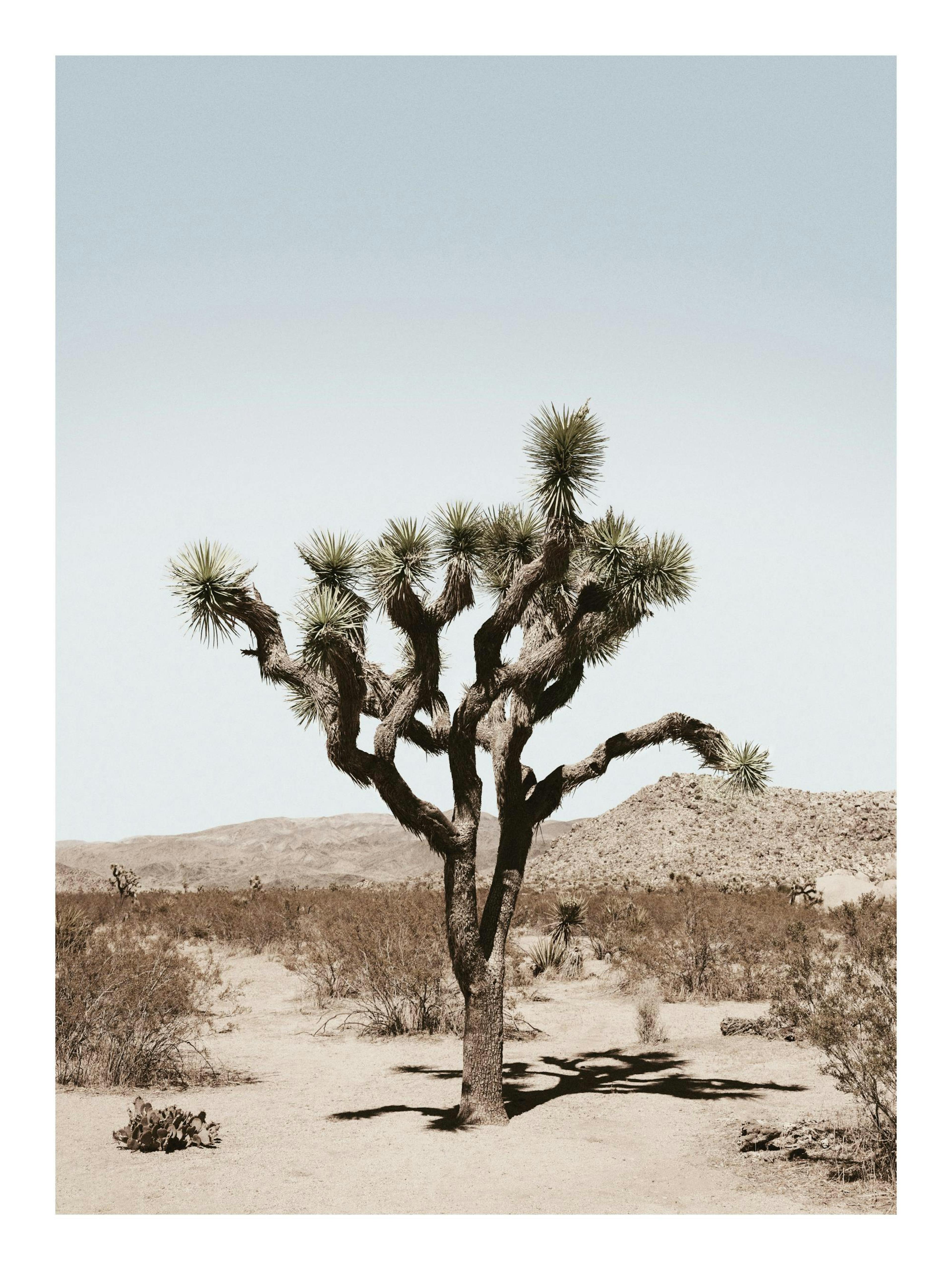 Joshua Tree Palm Affiche