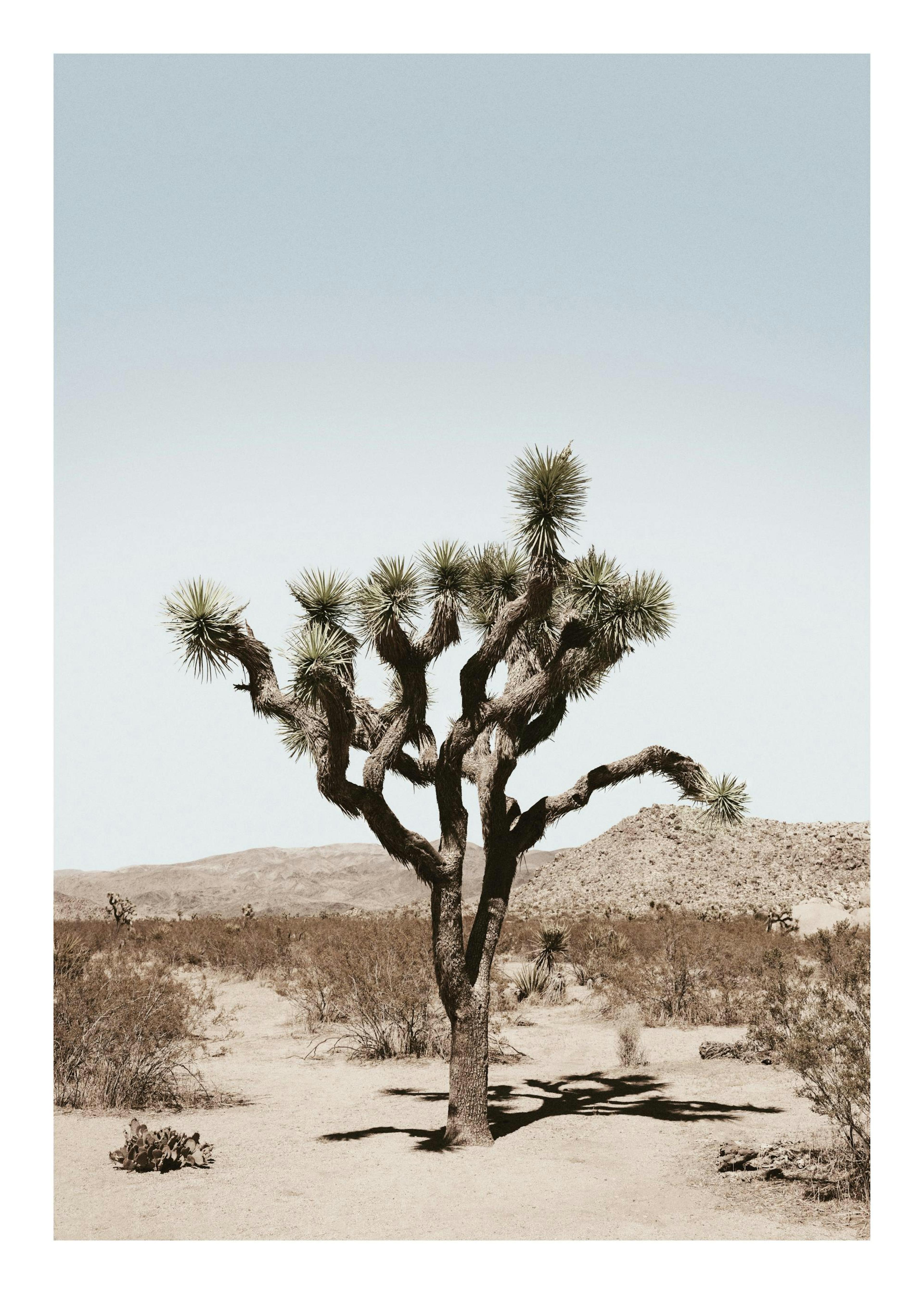 Joshua Tree Palm Poster 0