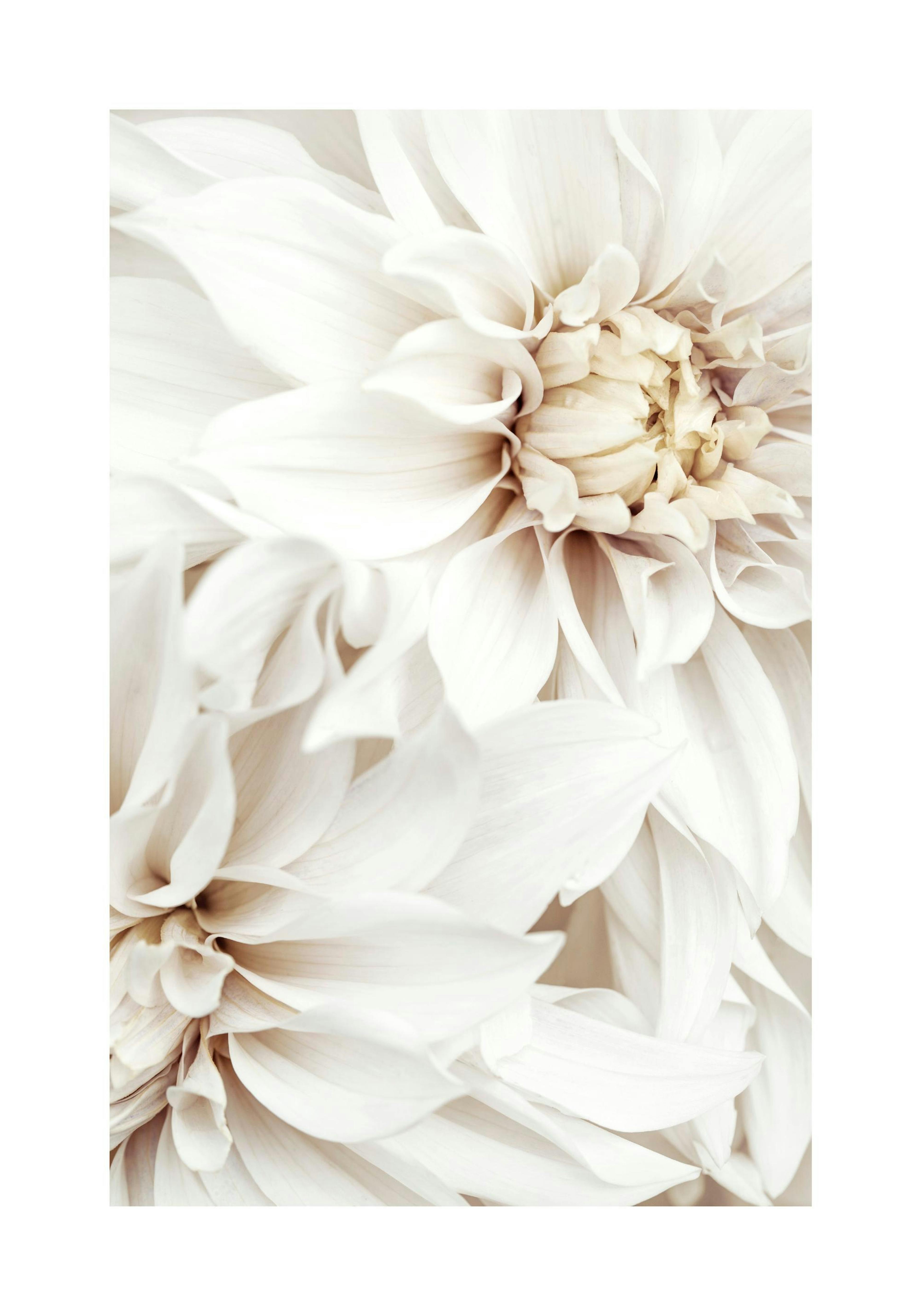 White Dahlias Plagát