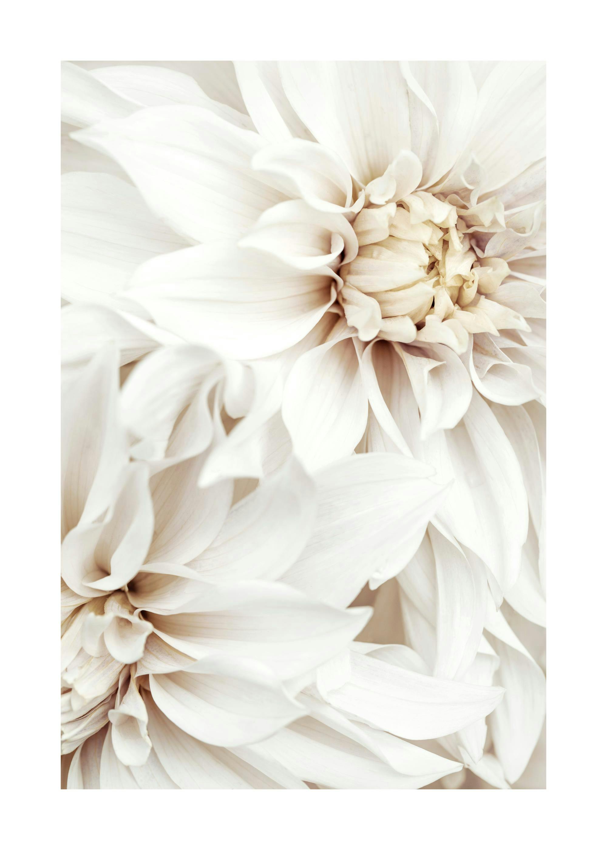White Dahlias Print 0