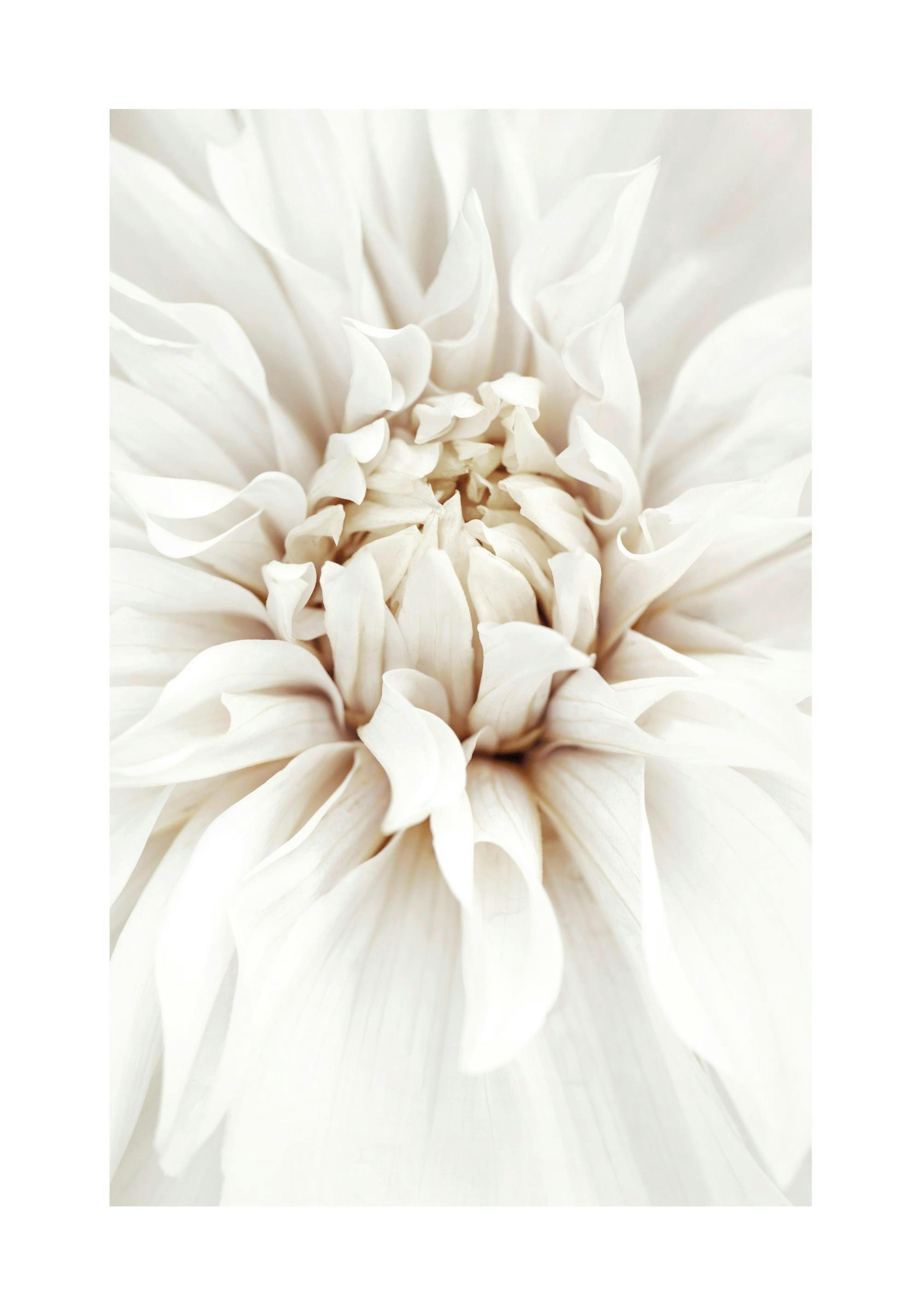 Dreamy White Dahlia Print