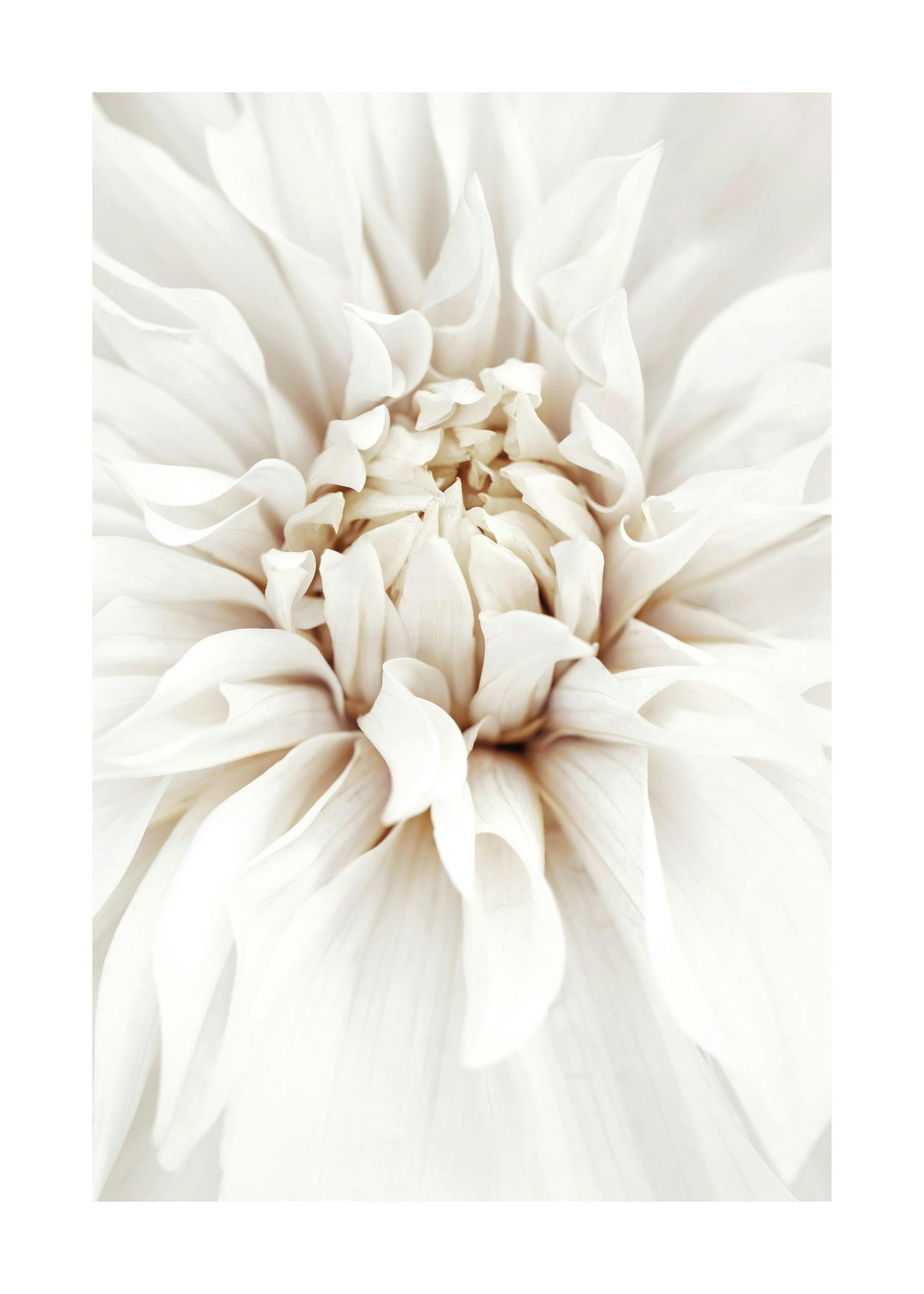 Dreamy White Dahlia Poster 0
