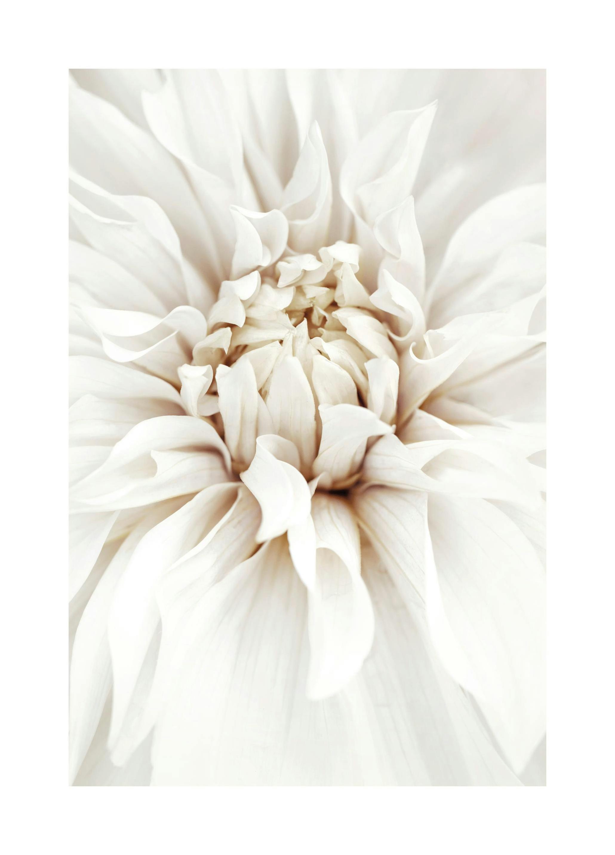 Dreamy White Dahlia Affiche (50x70 cm)