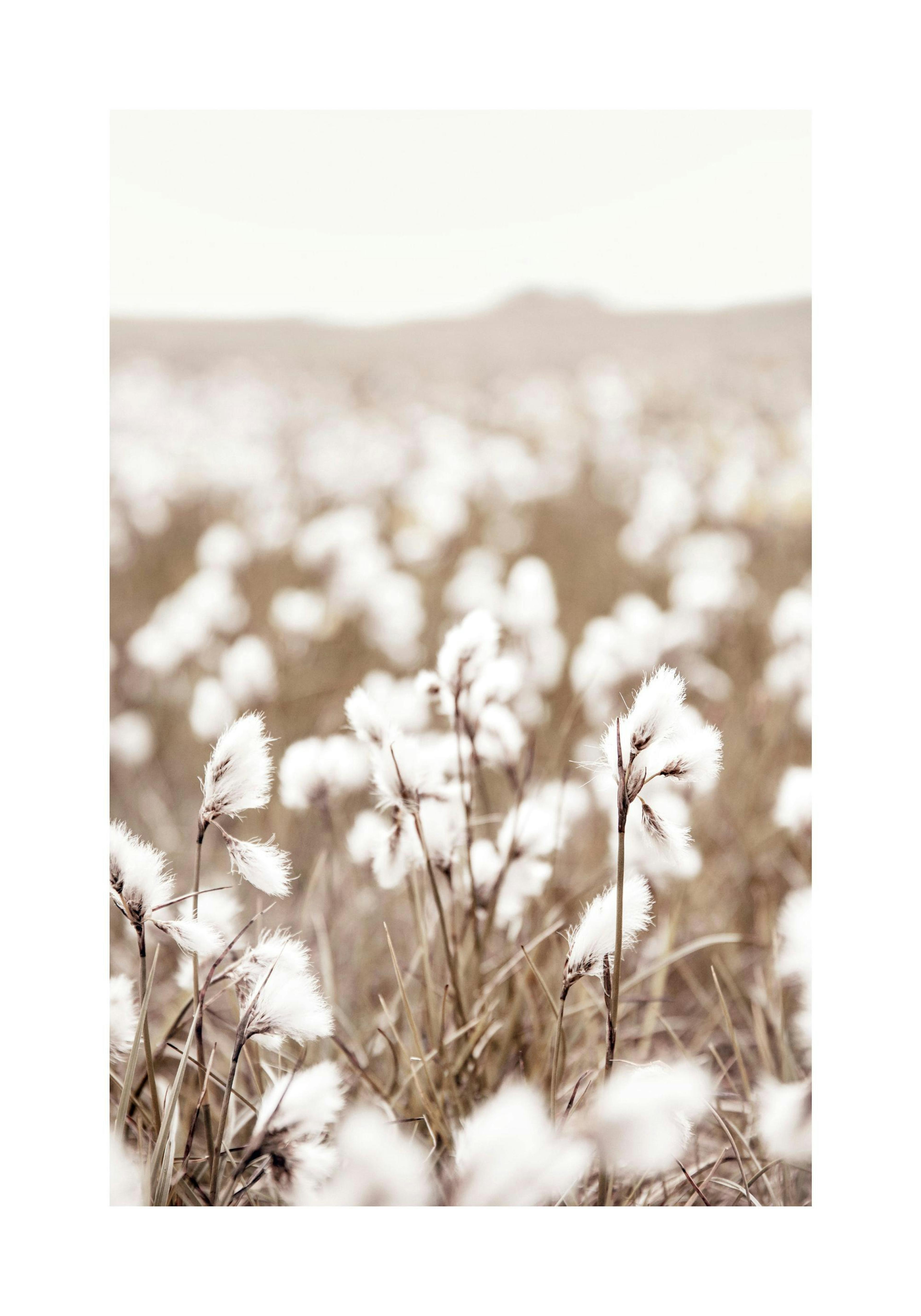 Cotton Flower Field Affiche