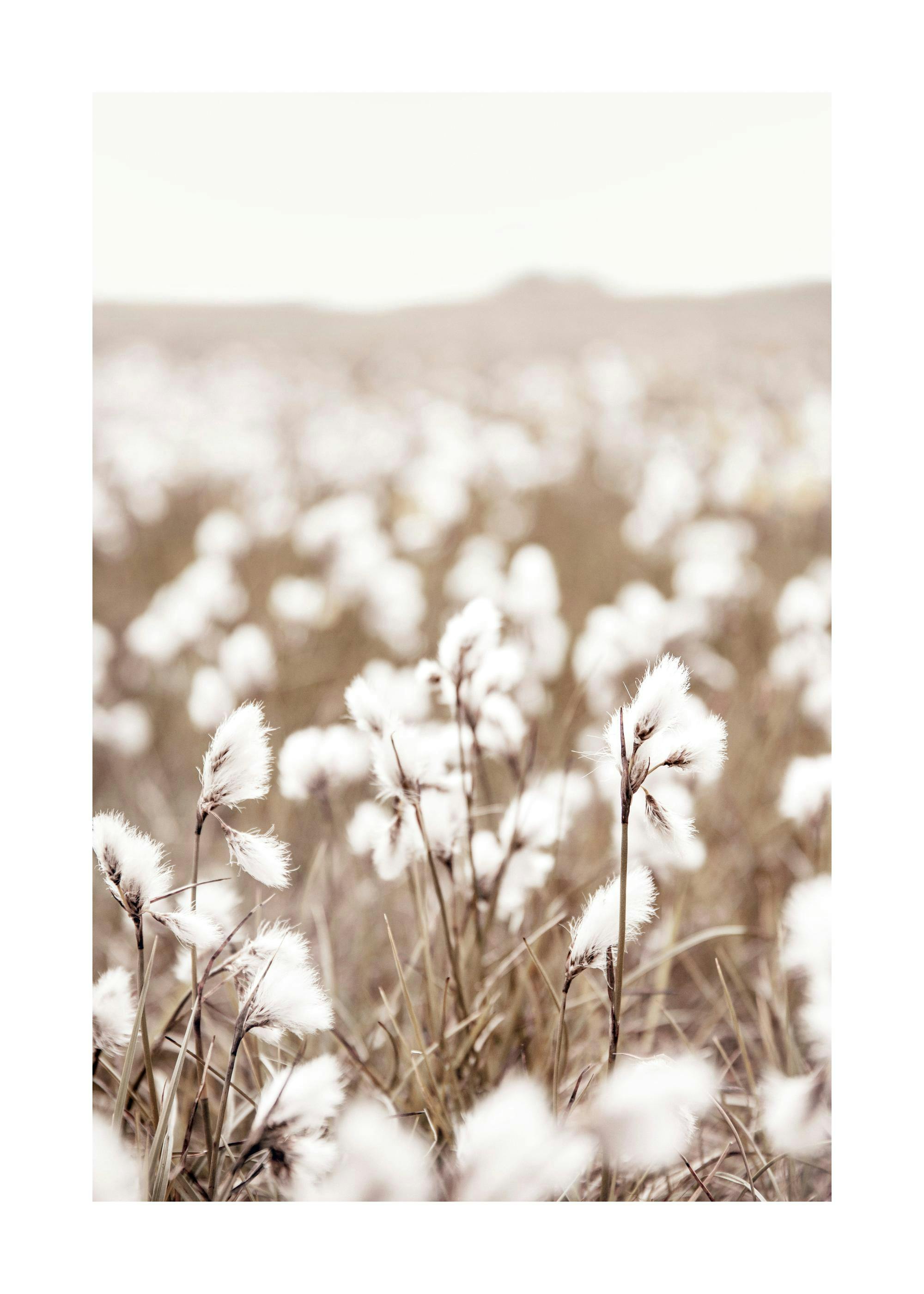Cotton Flower Field Poster 0