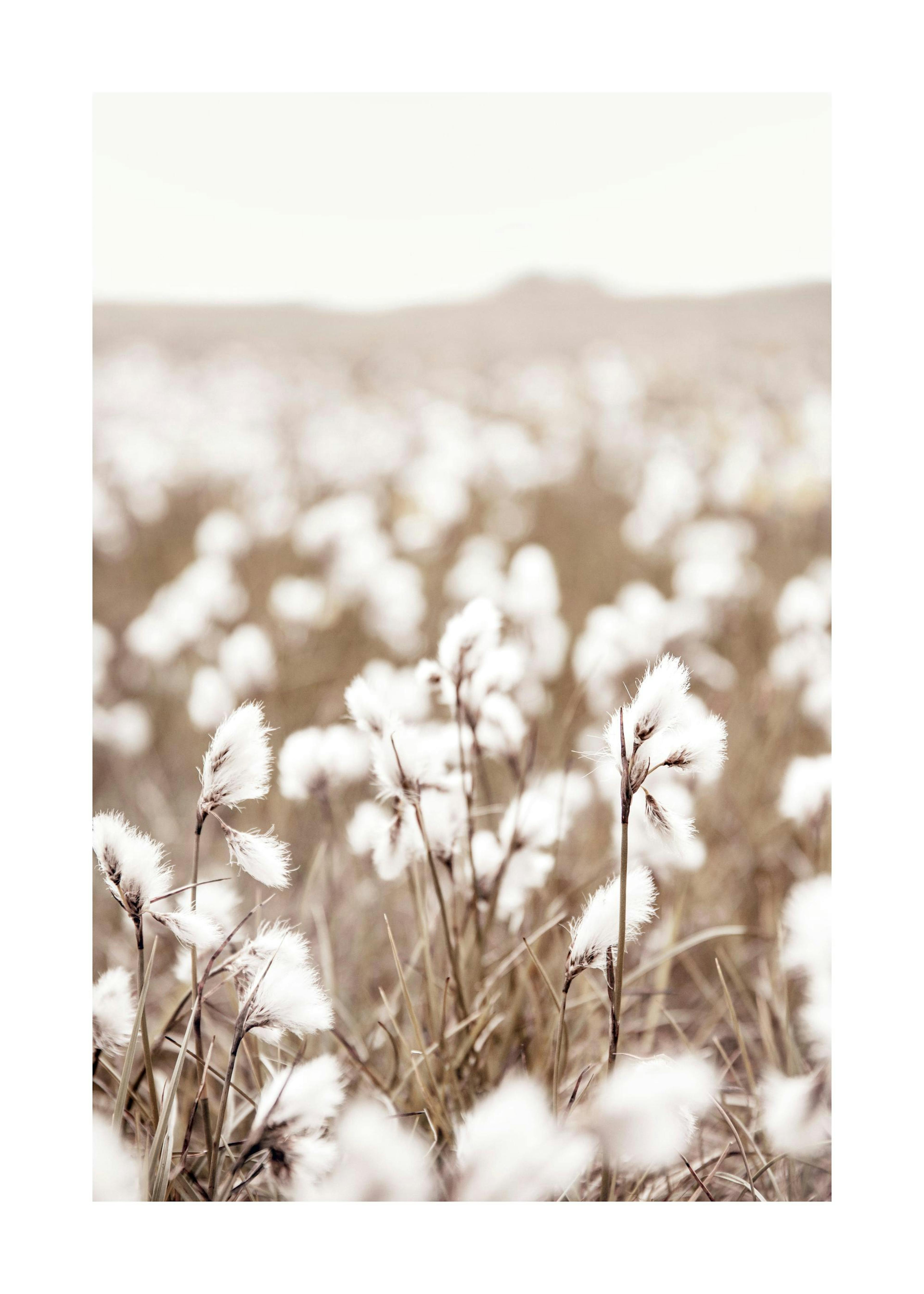 Cotton Flower Field Print 0