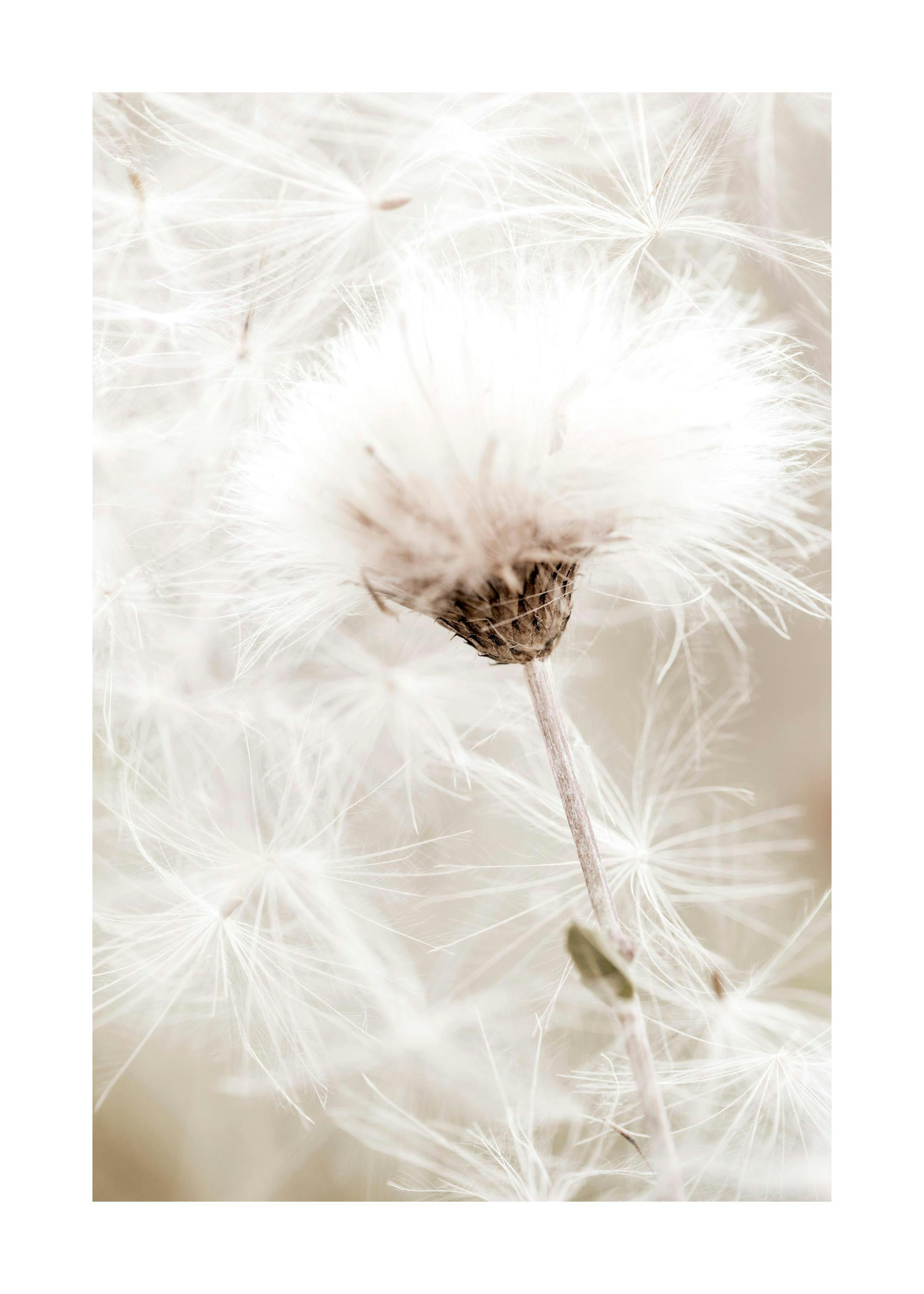 White Cotton Flower Poster 0