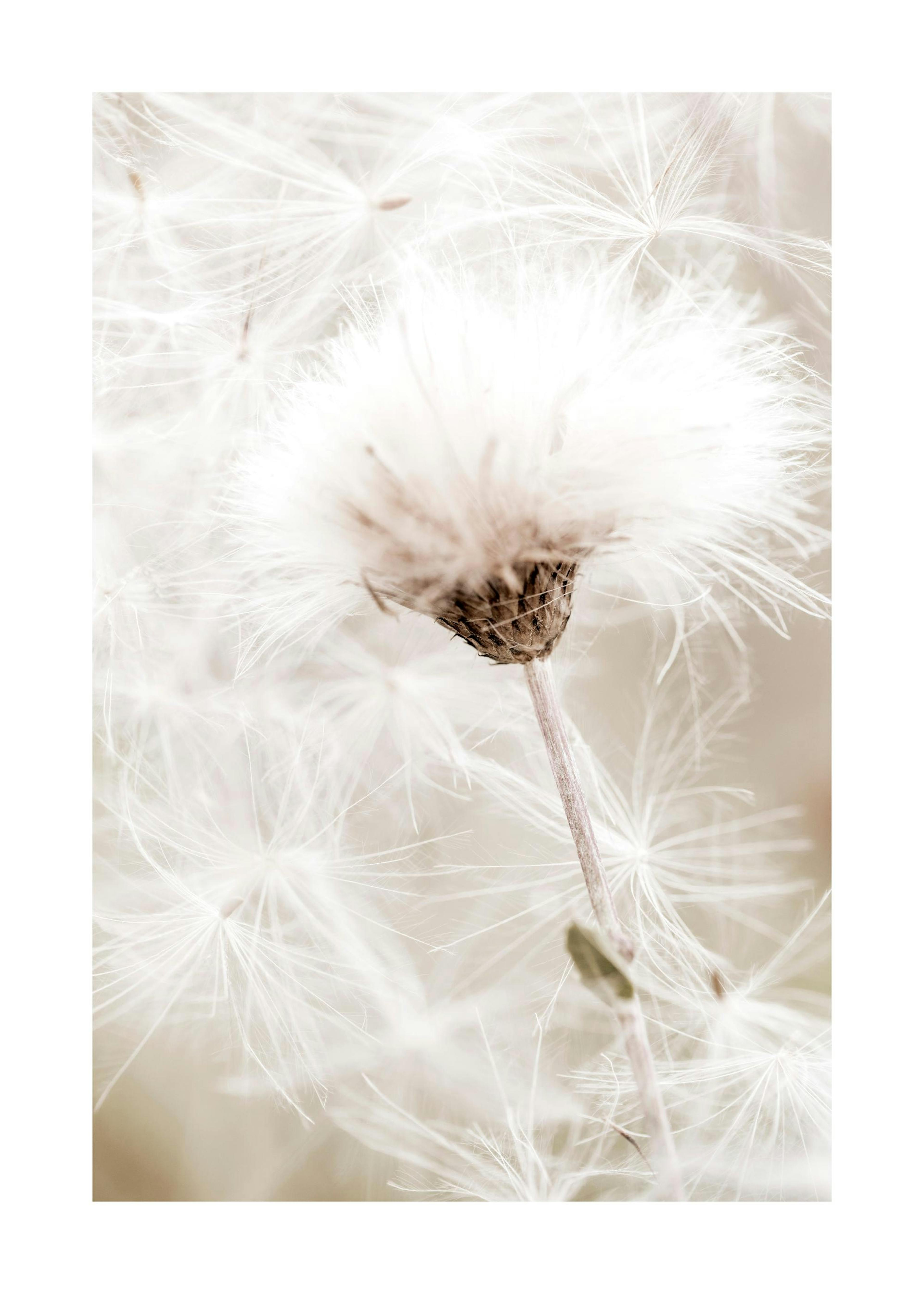 White Cotton Flower Print 0