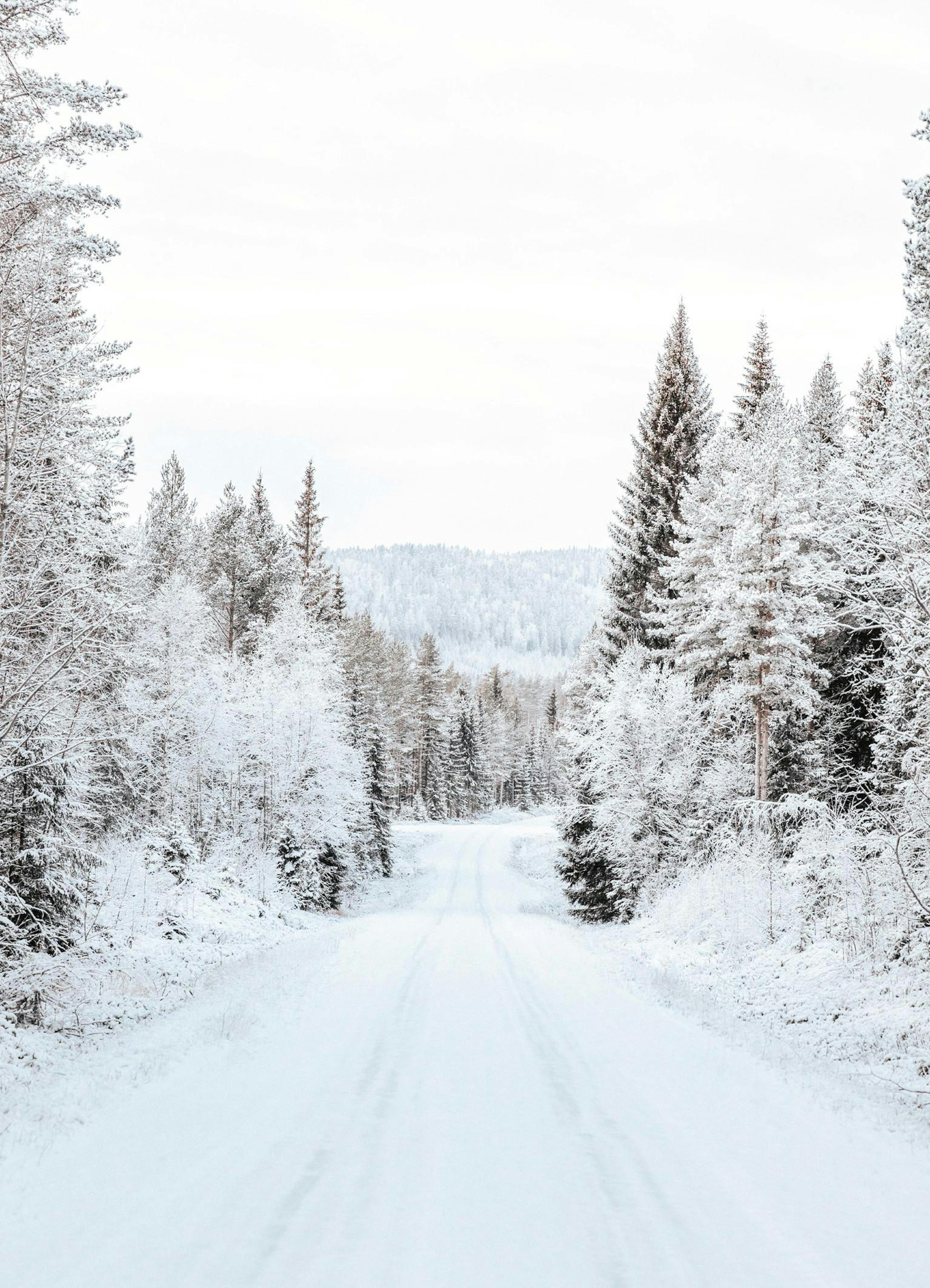 Snowy Forest Road Print