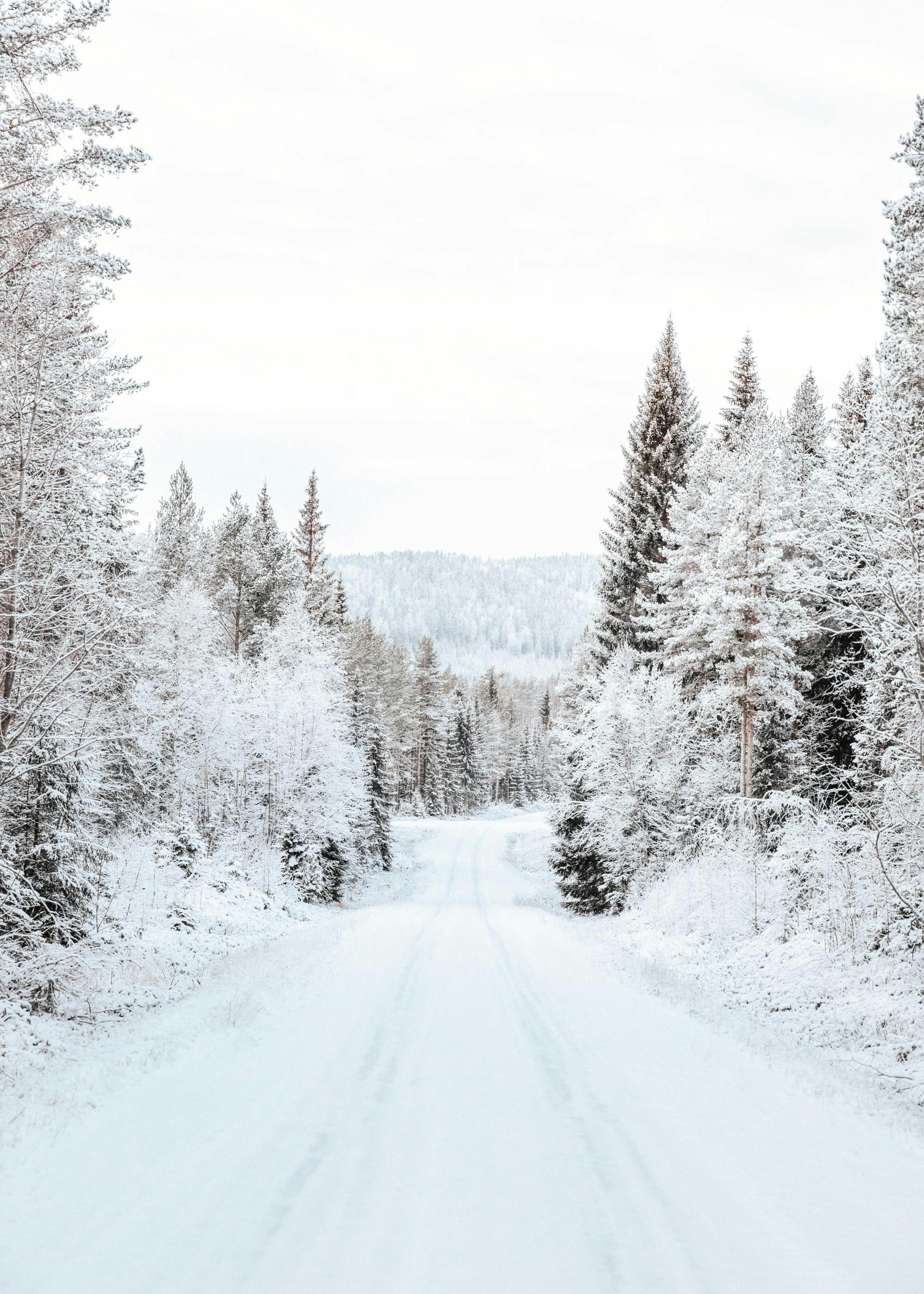 Snowy Forest Road Plakat 0
