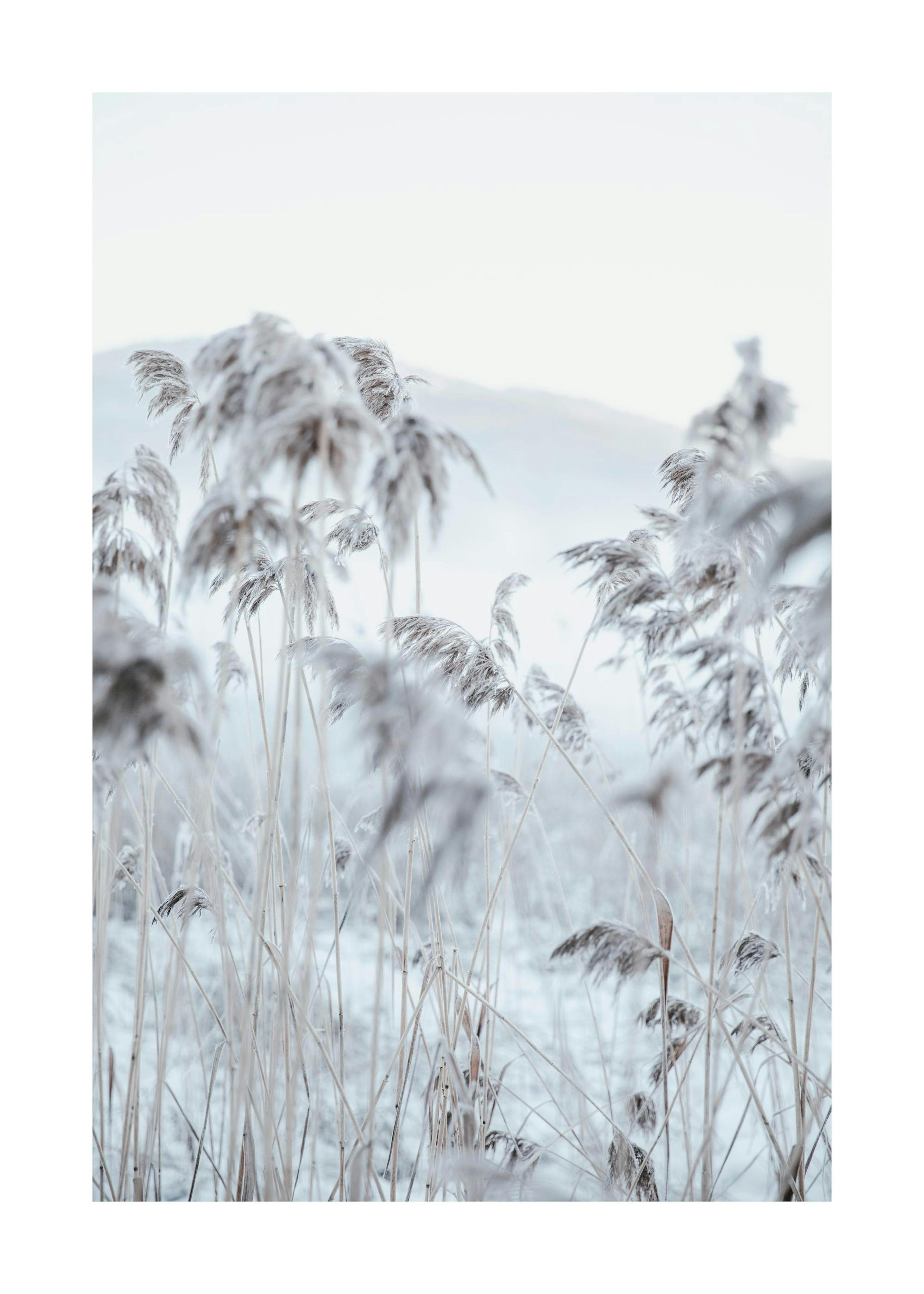 Frosty Reeds Affiche 0