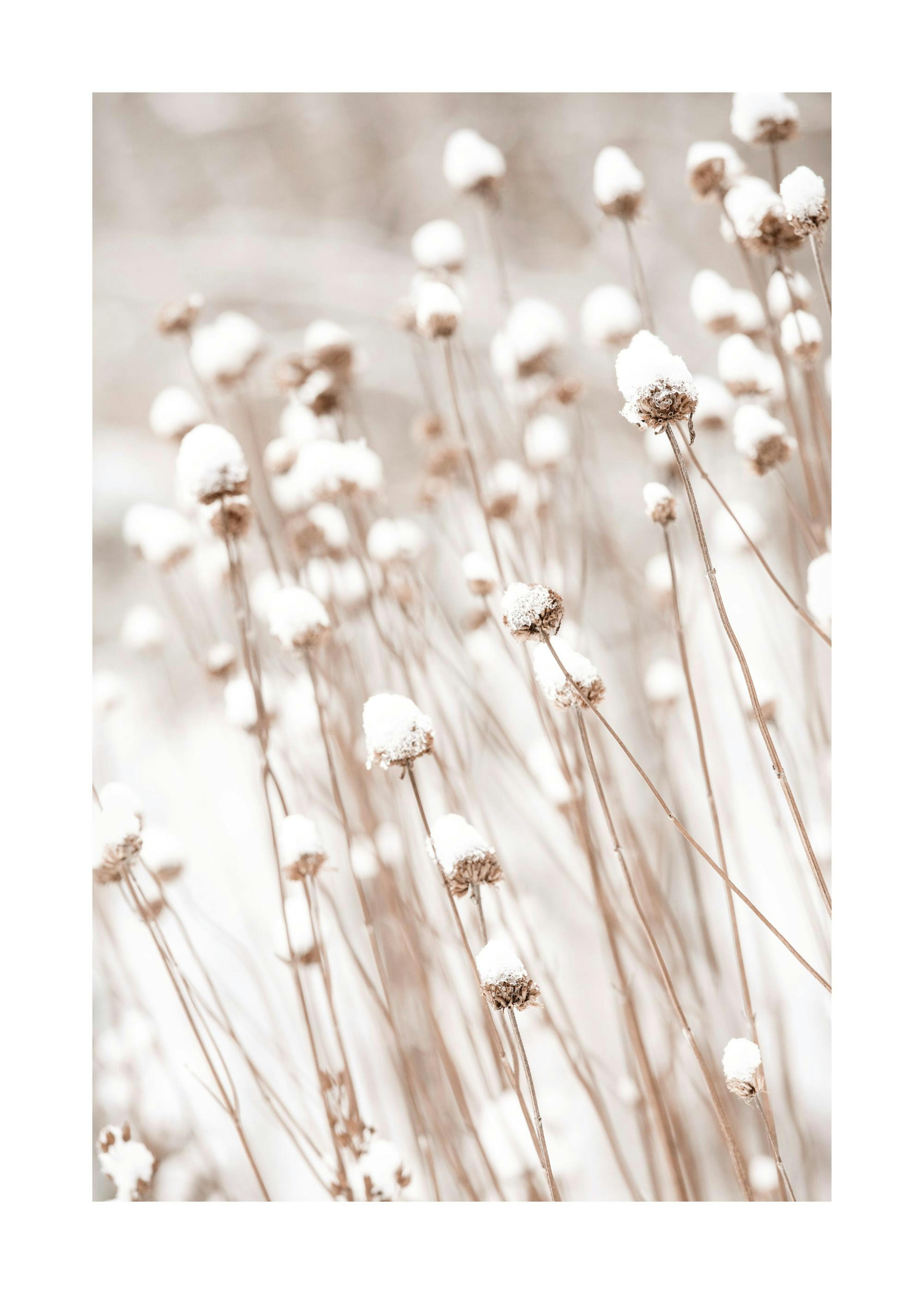 Snow Covered Flowers Print 0