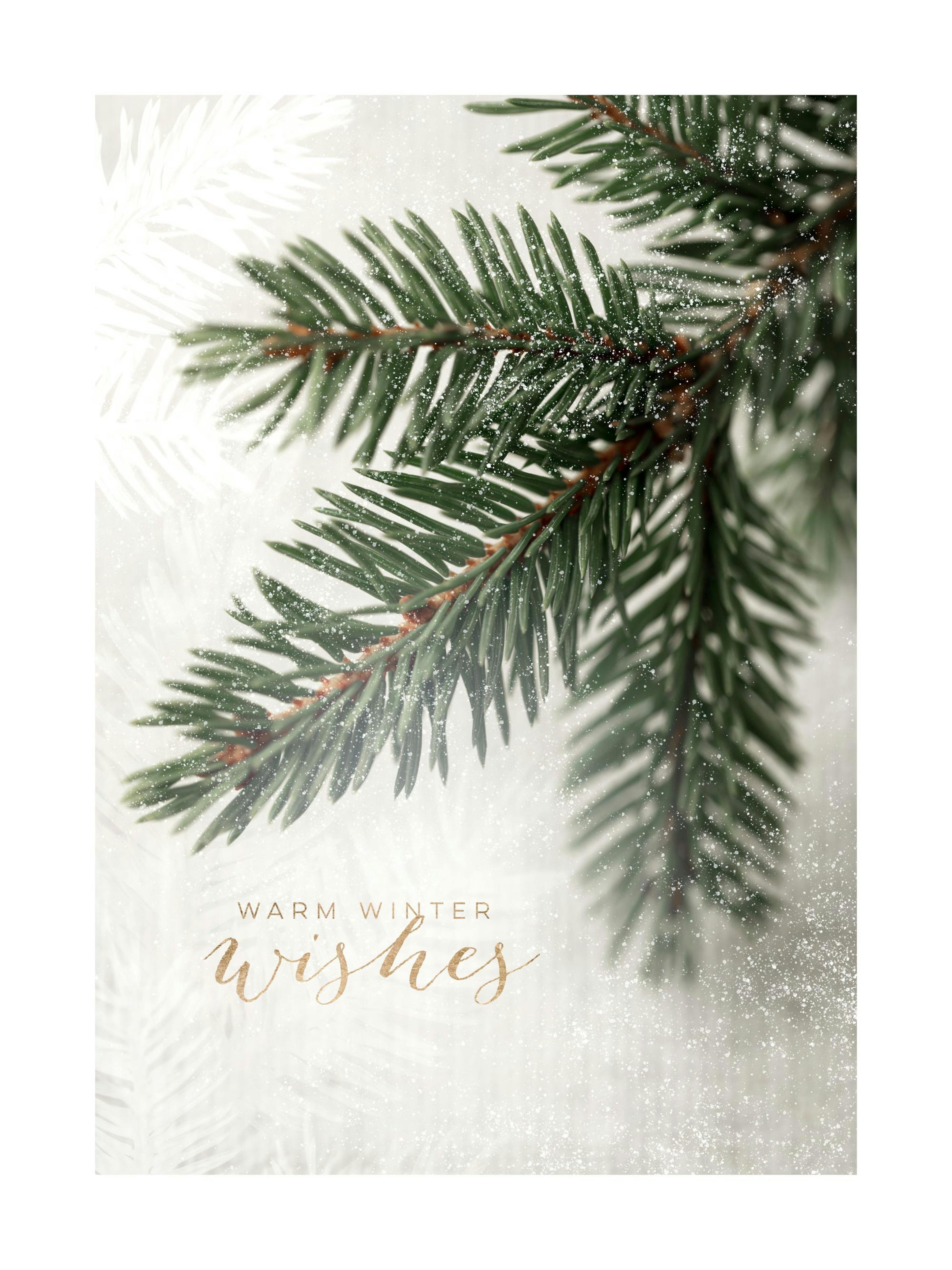 Spruce Branch Print 0