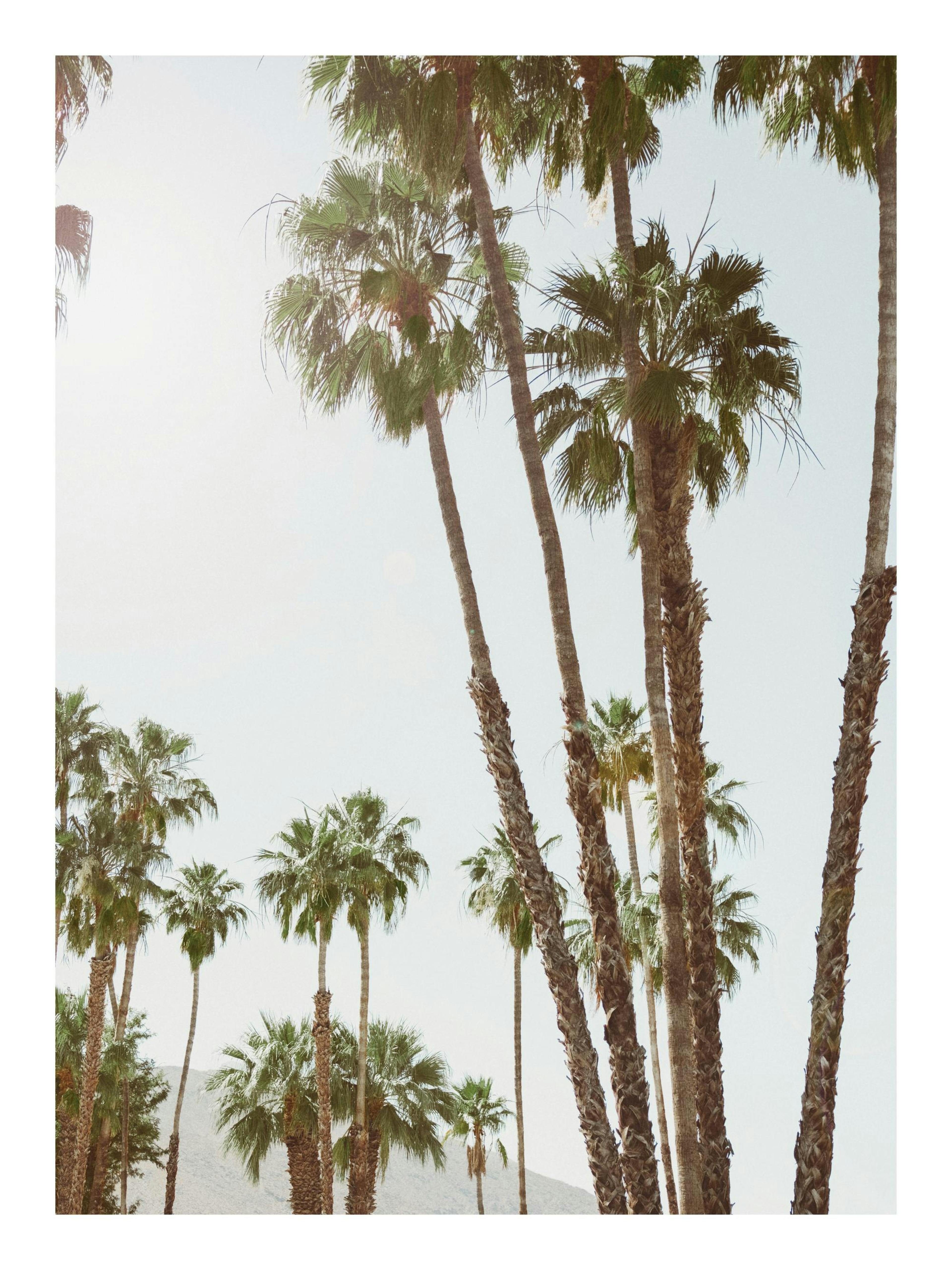 Golden Hour Palms Poster