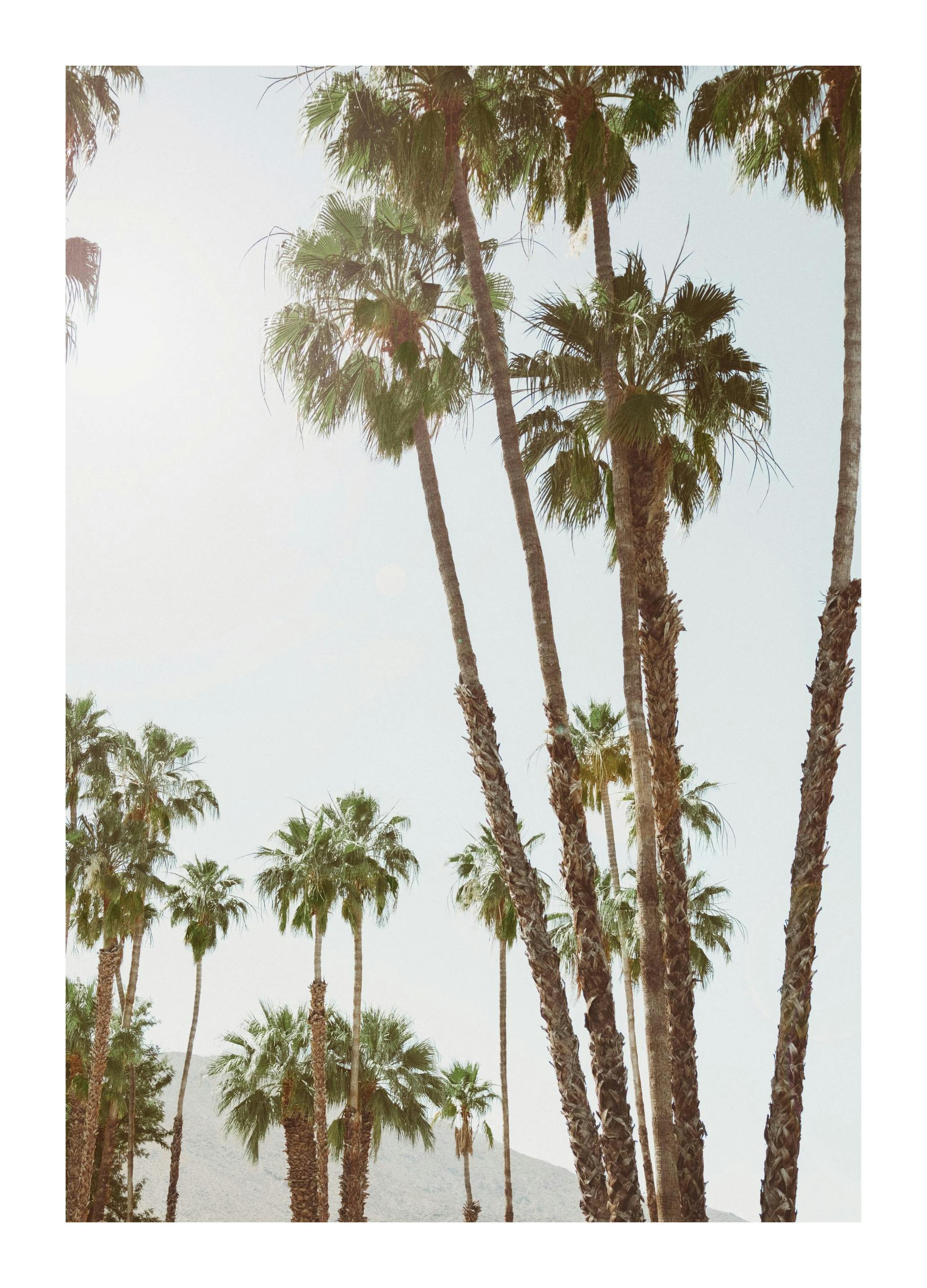 Golden Hour Palms Poster (30x40 cm) - Poster