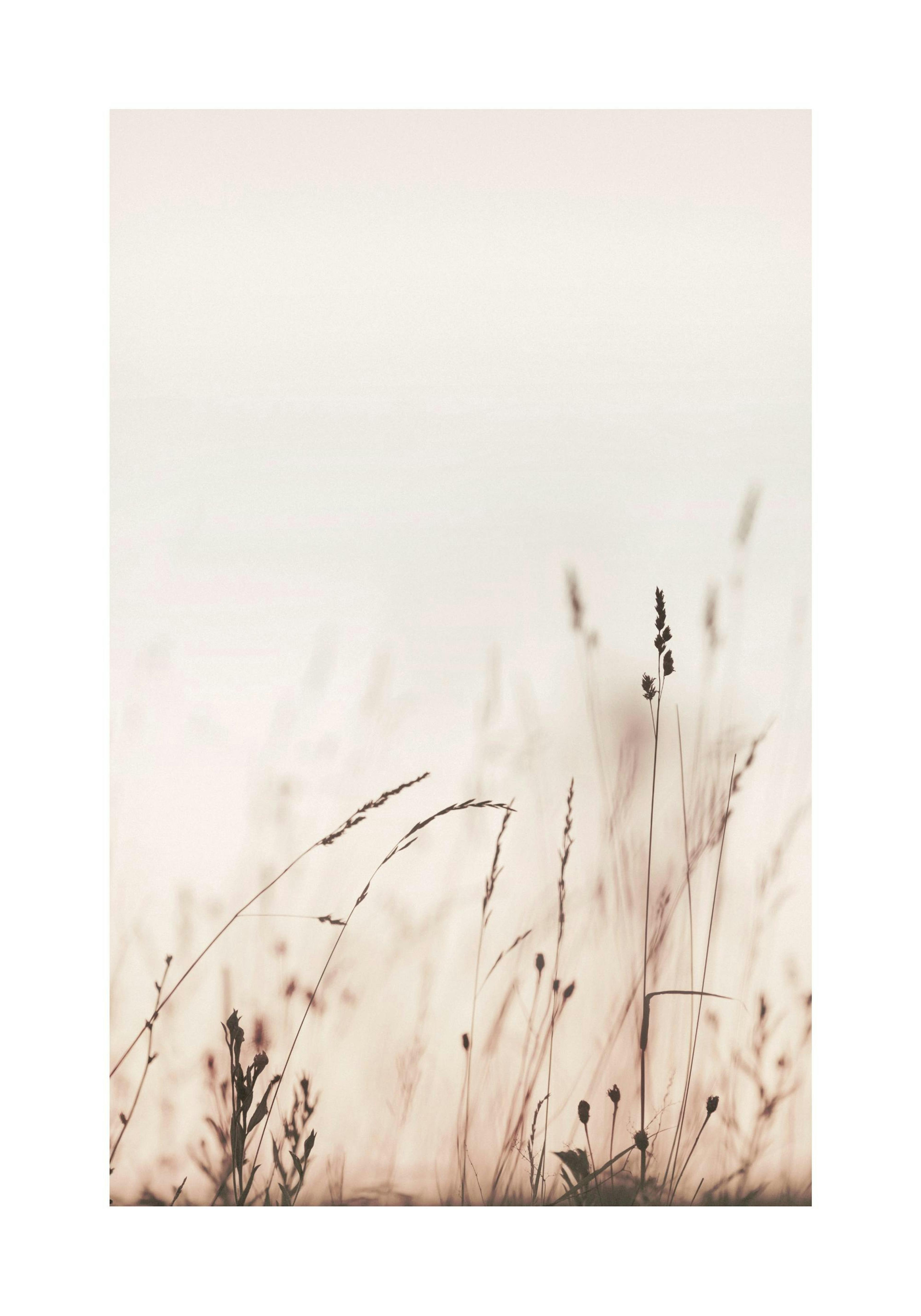 Morning Field Print