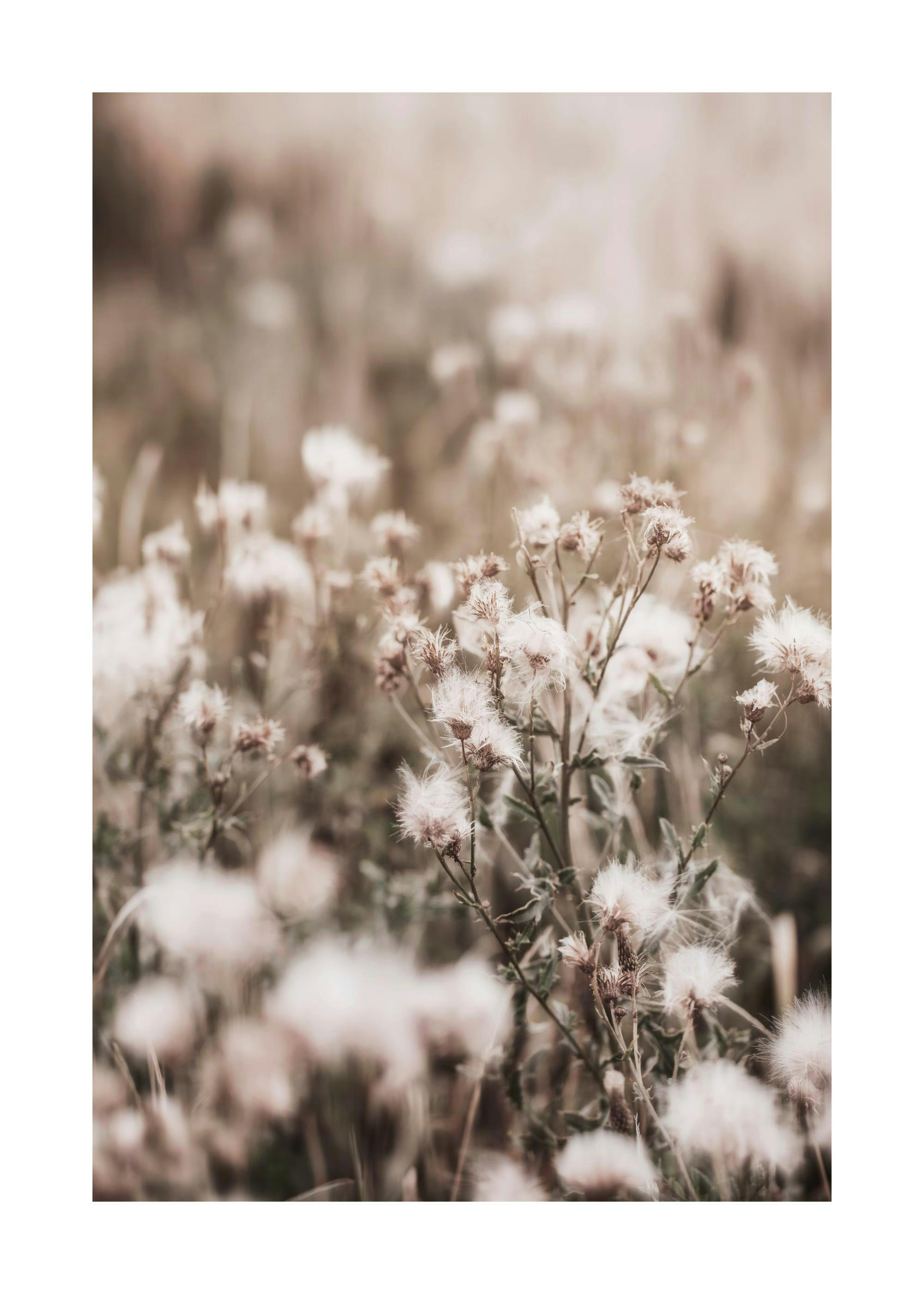 Dried Flowers on Field Print 0