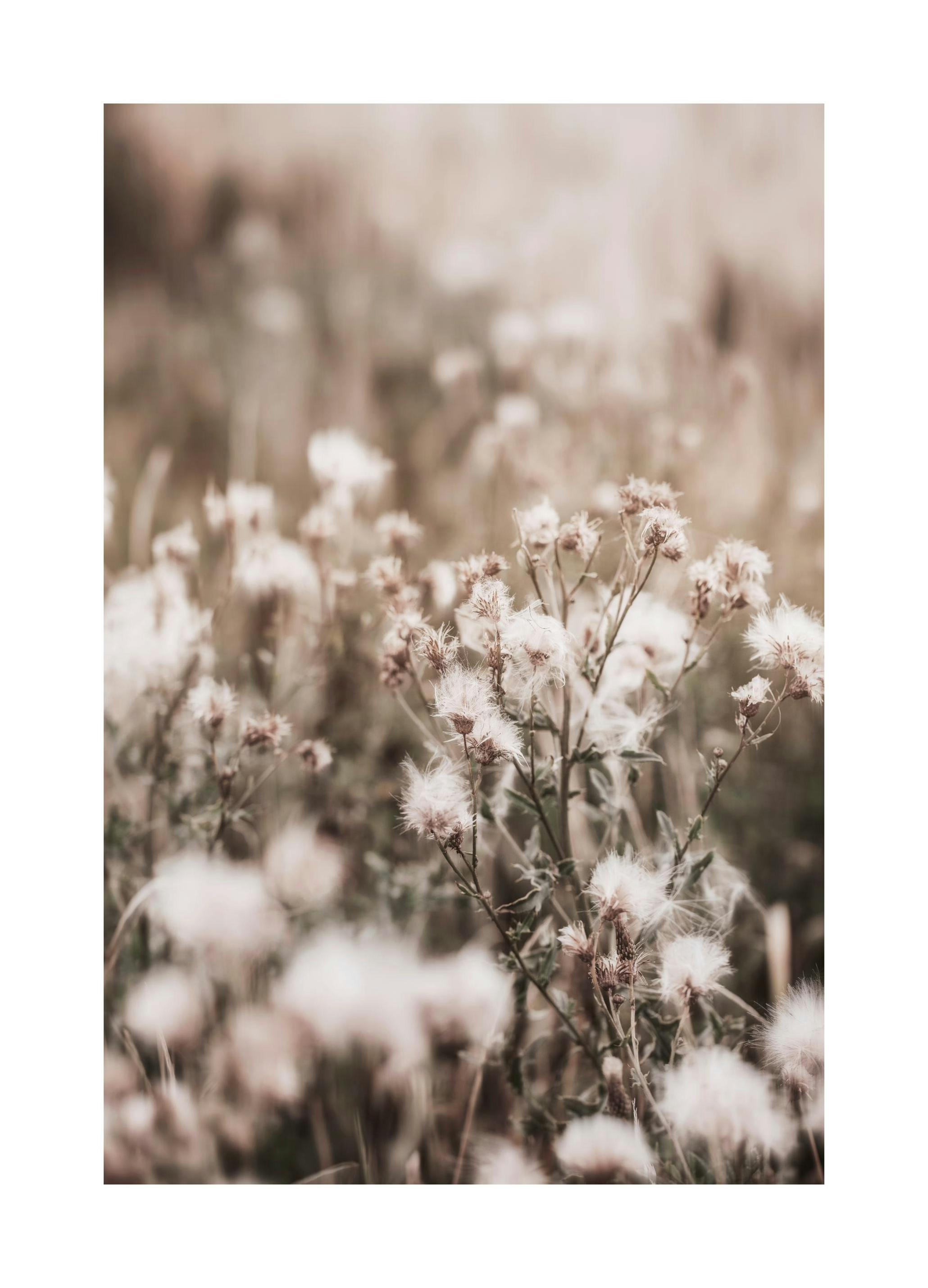 Dried Flowers on Field Print (21x30 cm)