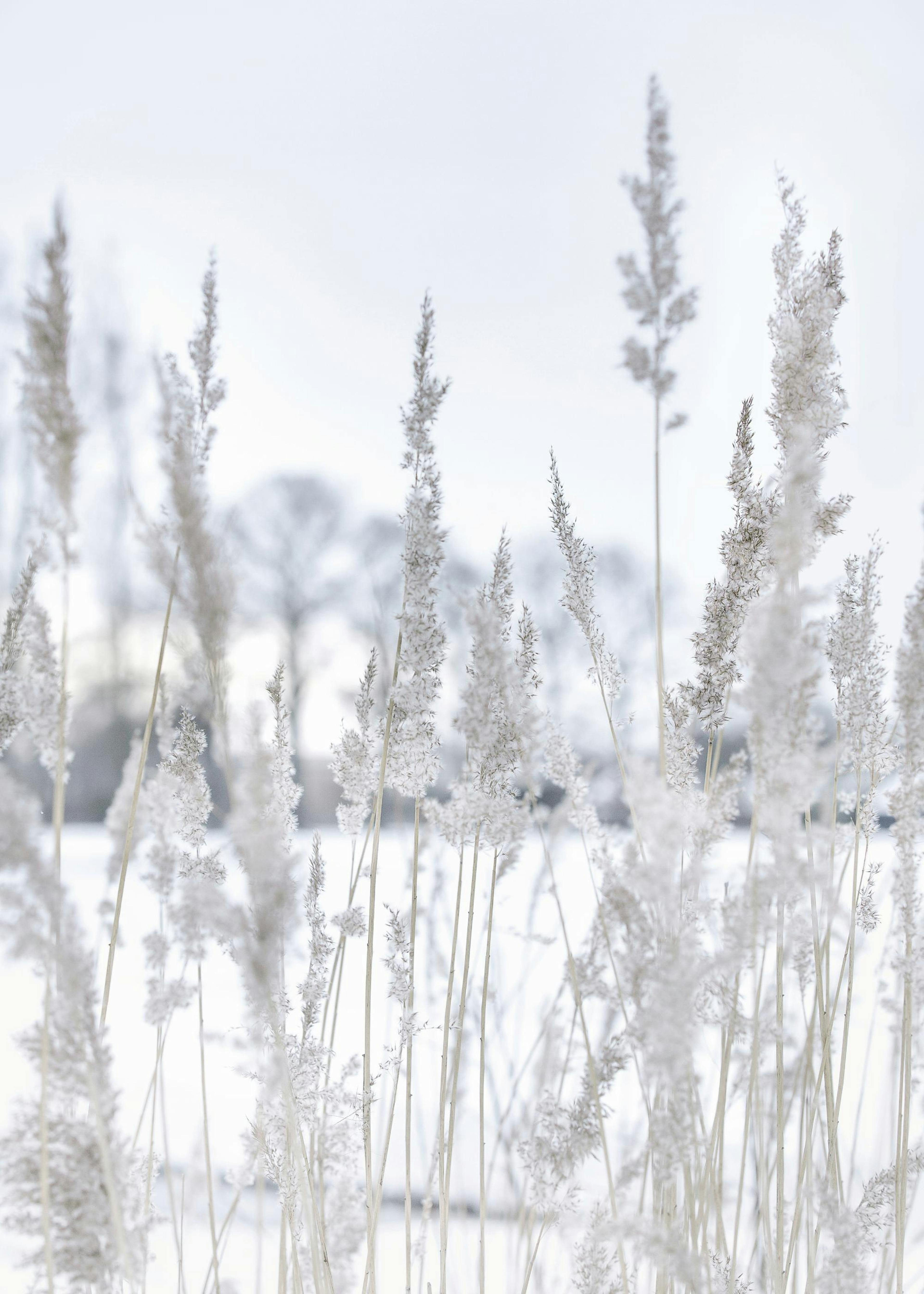 Winter Reed Poster 0