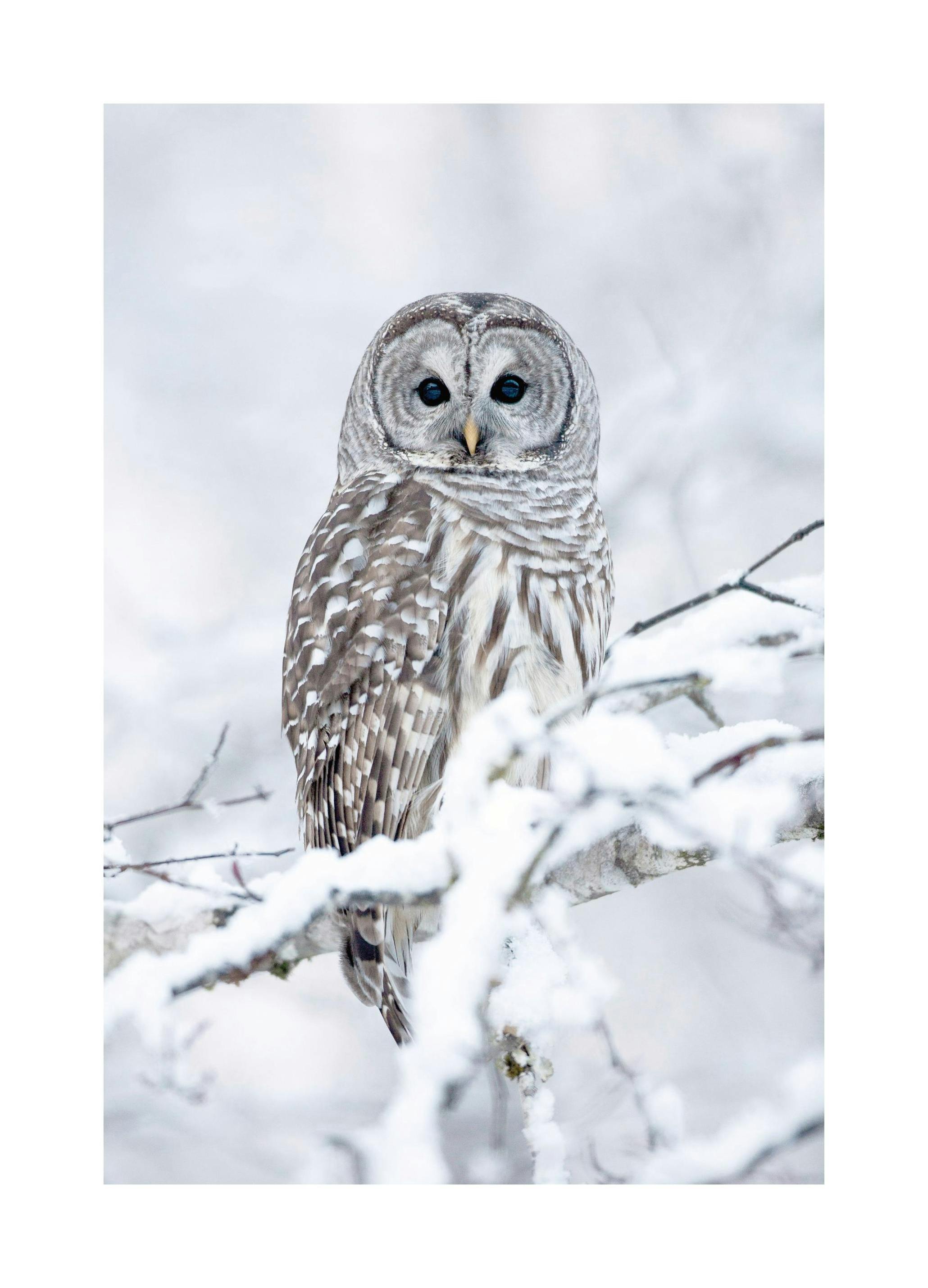 Barred Owl Poster (30x40 cm) -  Bilder mit Tiermotiven