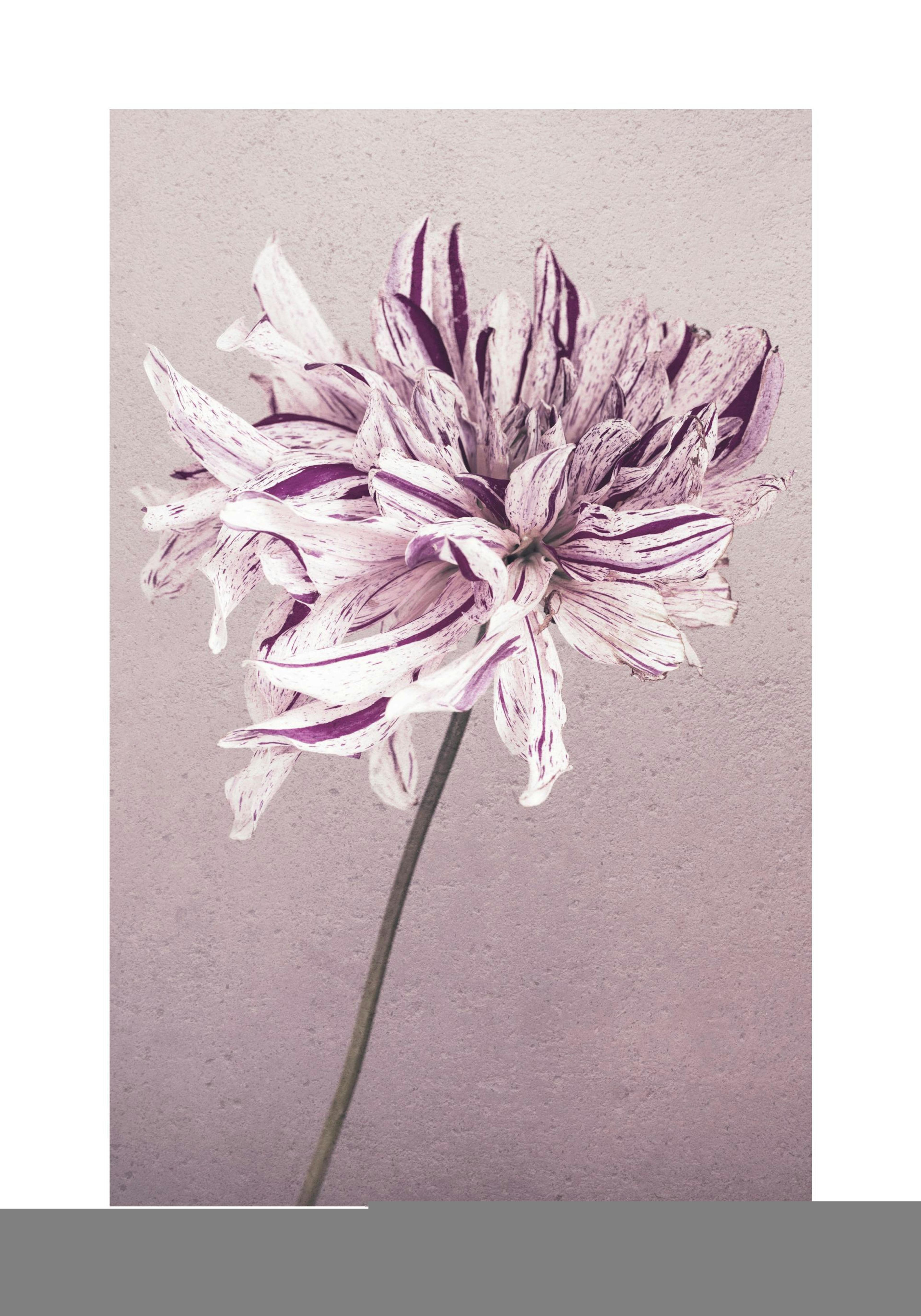 Purple Dahlia No1 Print