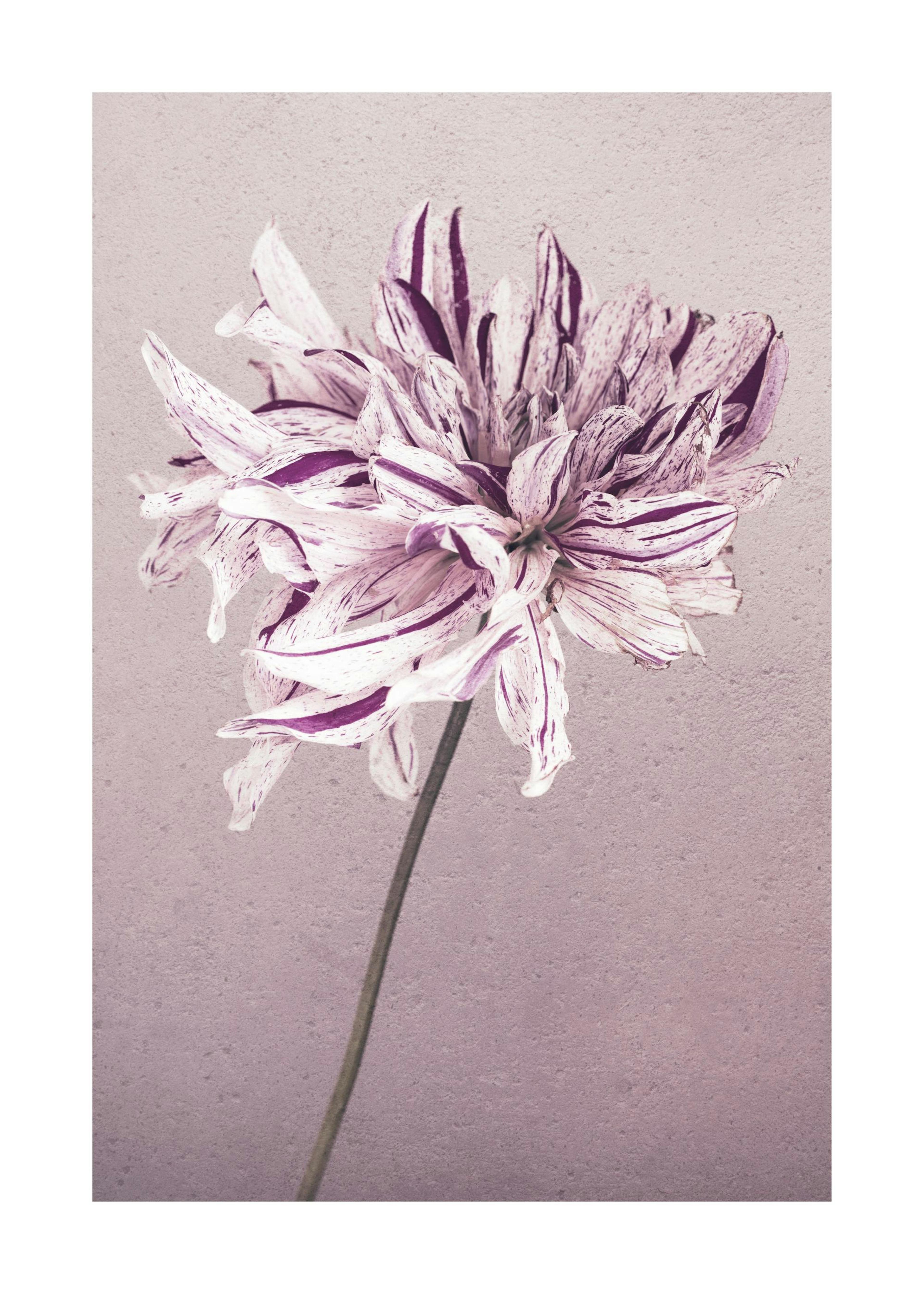Purple Dahlia No1 Print 0