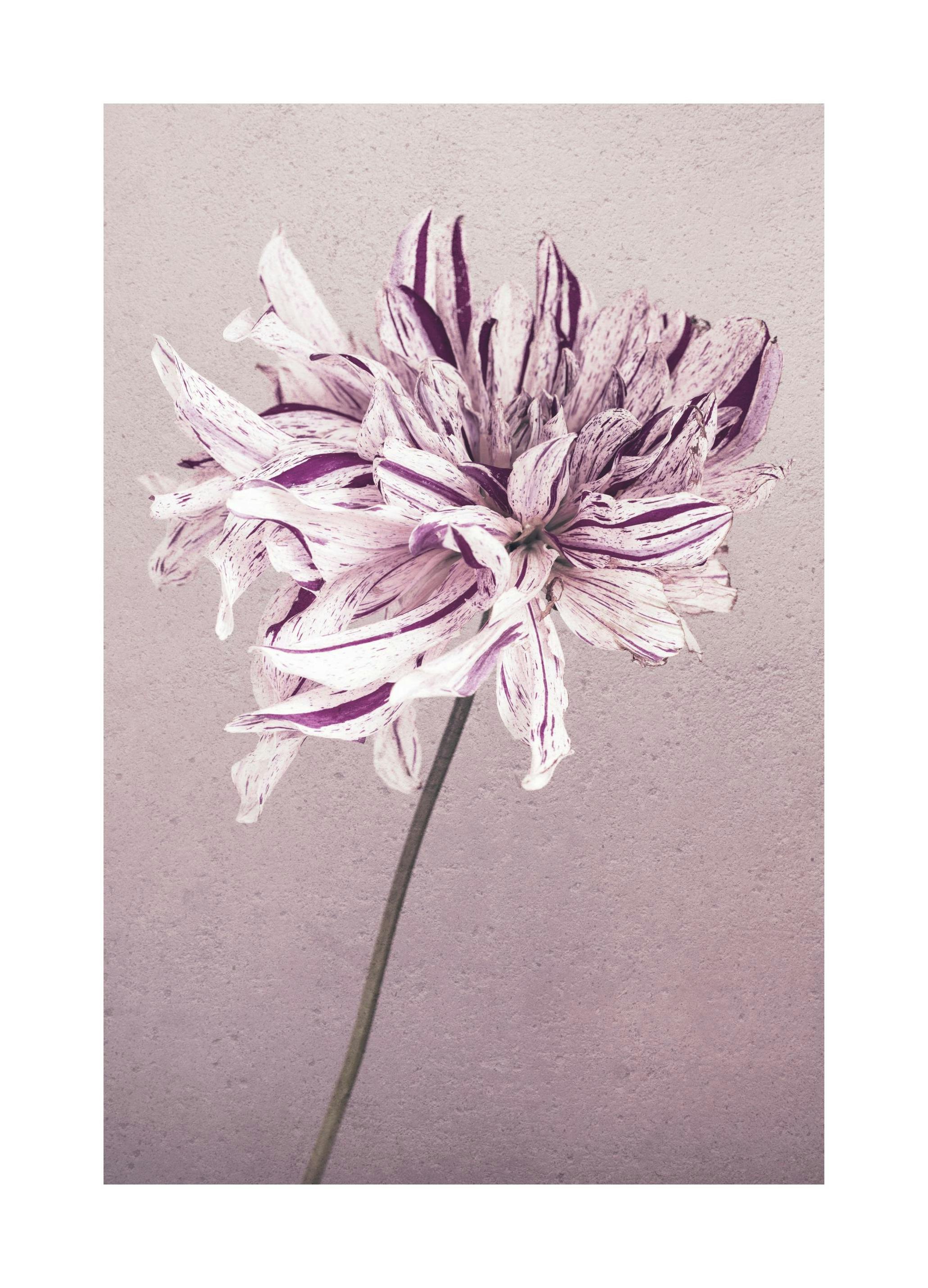 Purple Dahlia No1 Poster (21x30 cm) - Poster