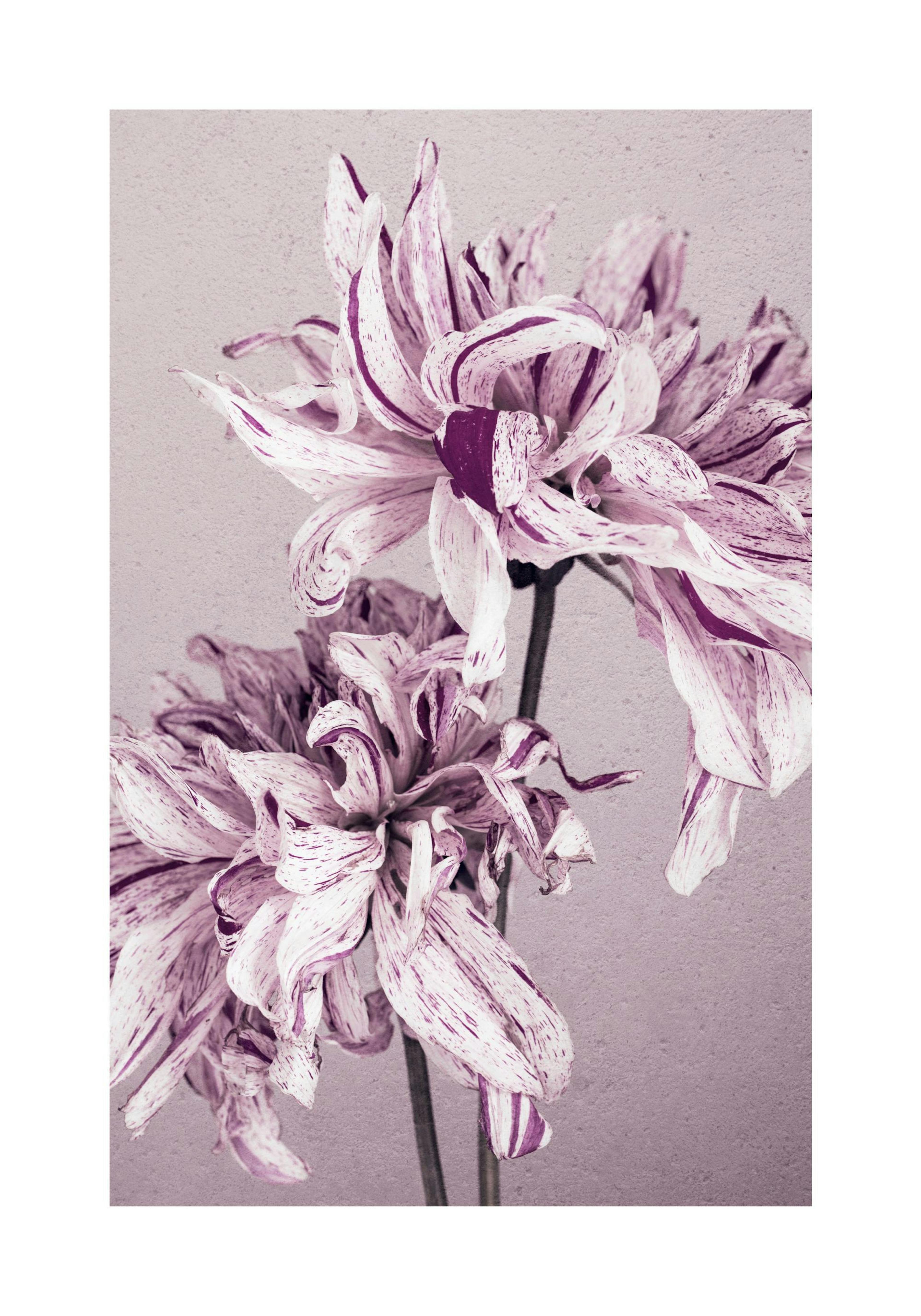 Purple Dahlia No2 Print