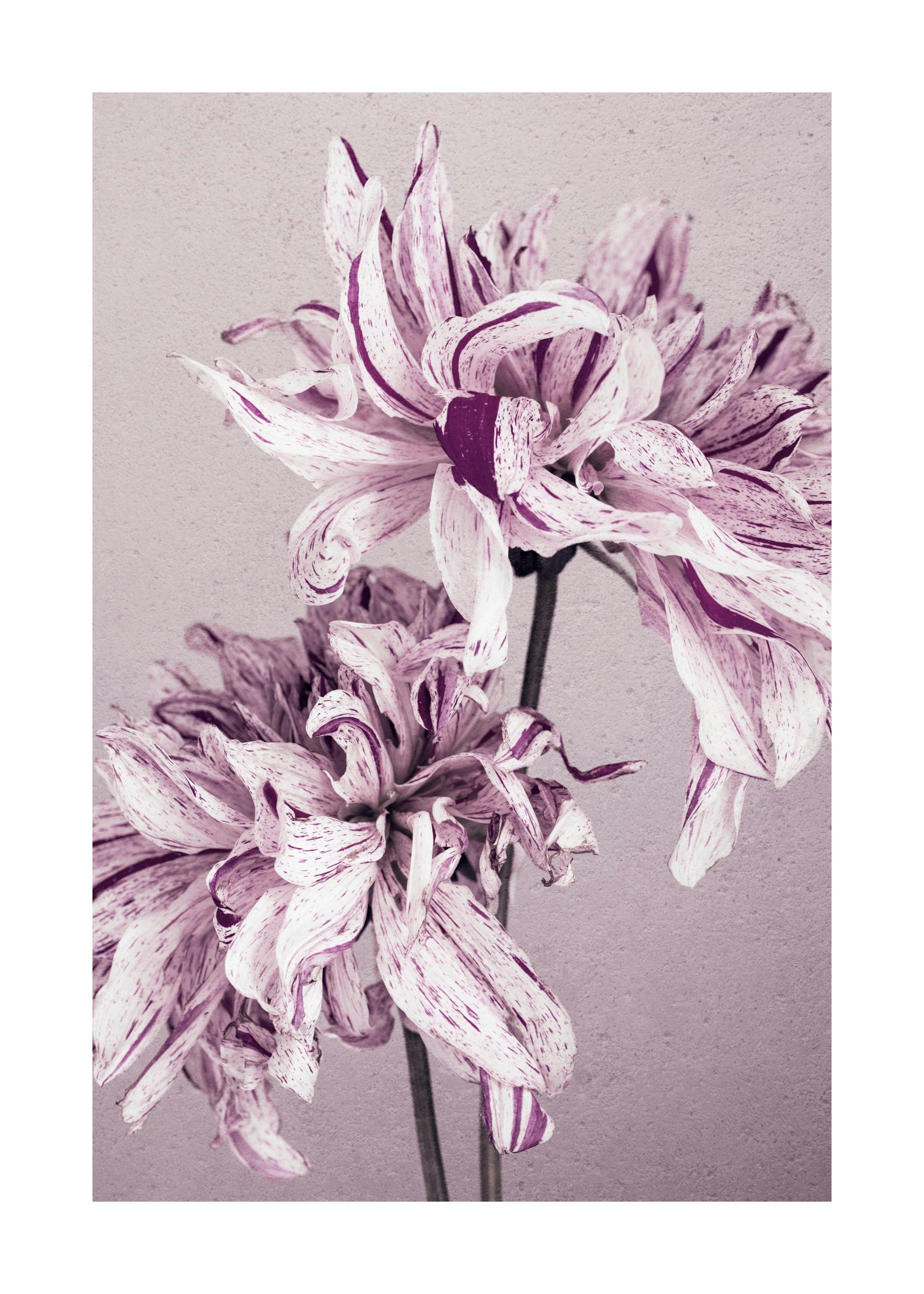 Purple Dahlia No2 Poster 0