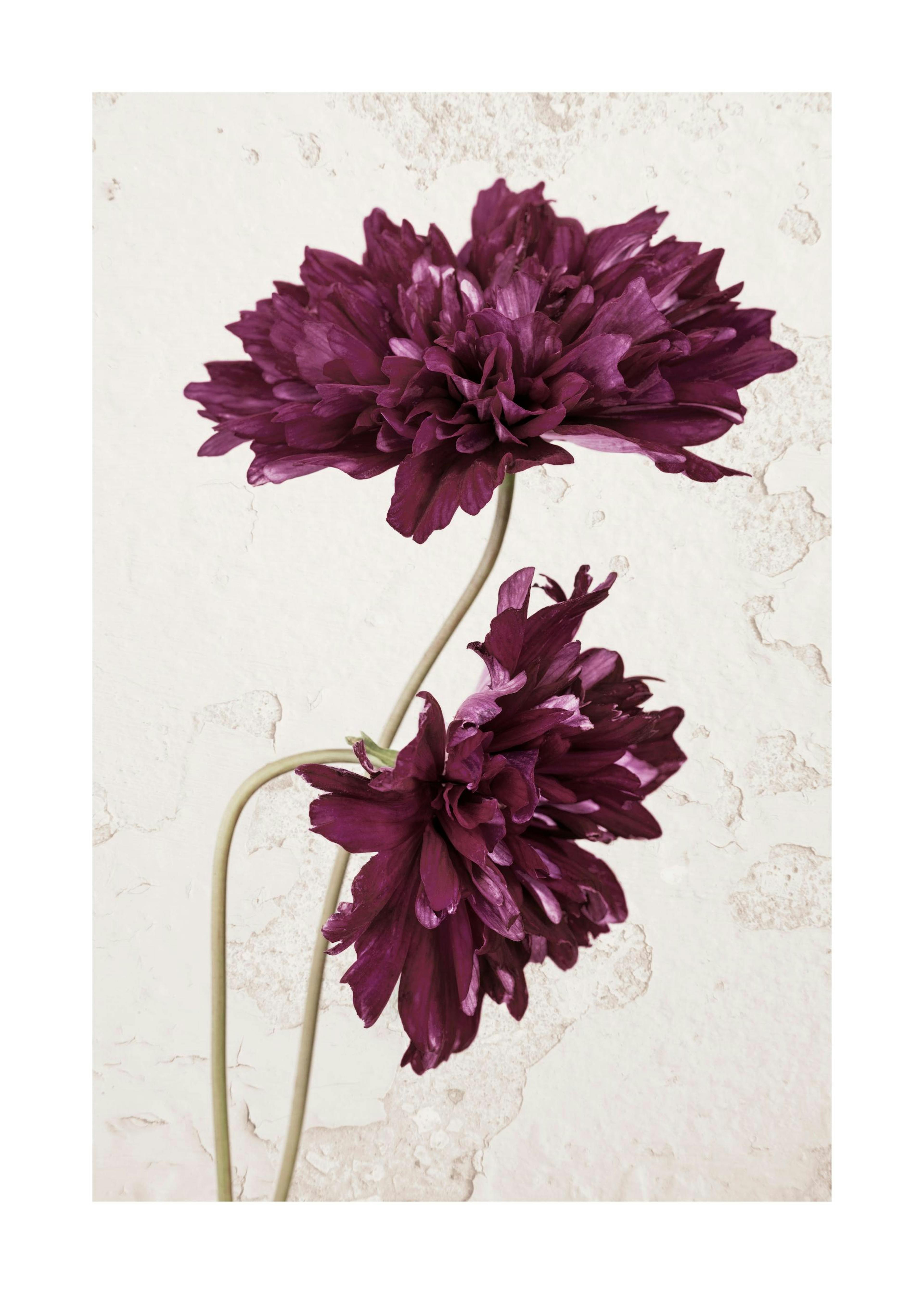 Purple Cosmos Flower Print 0