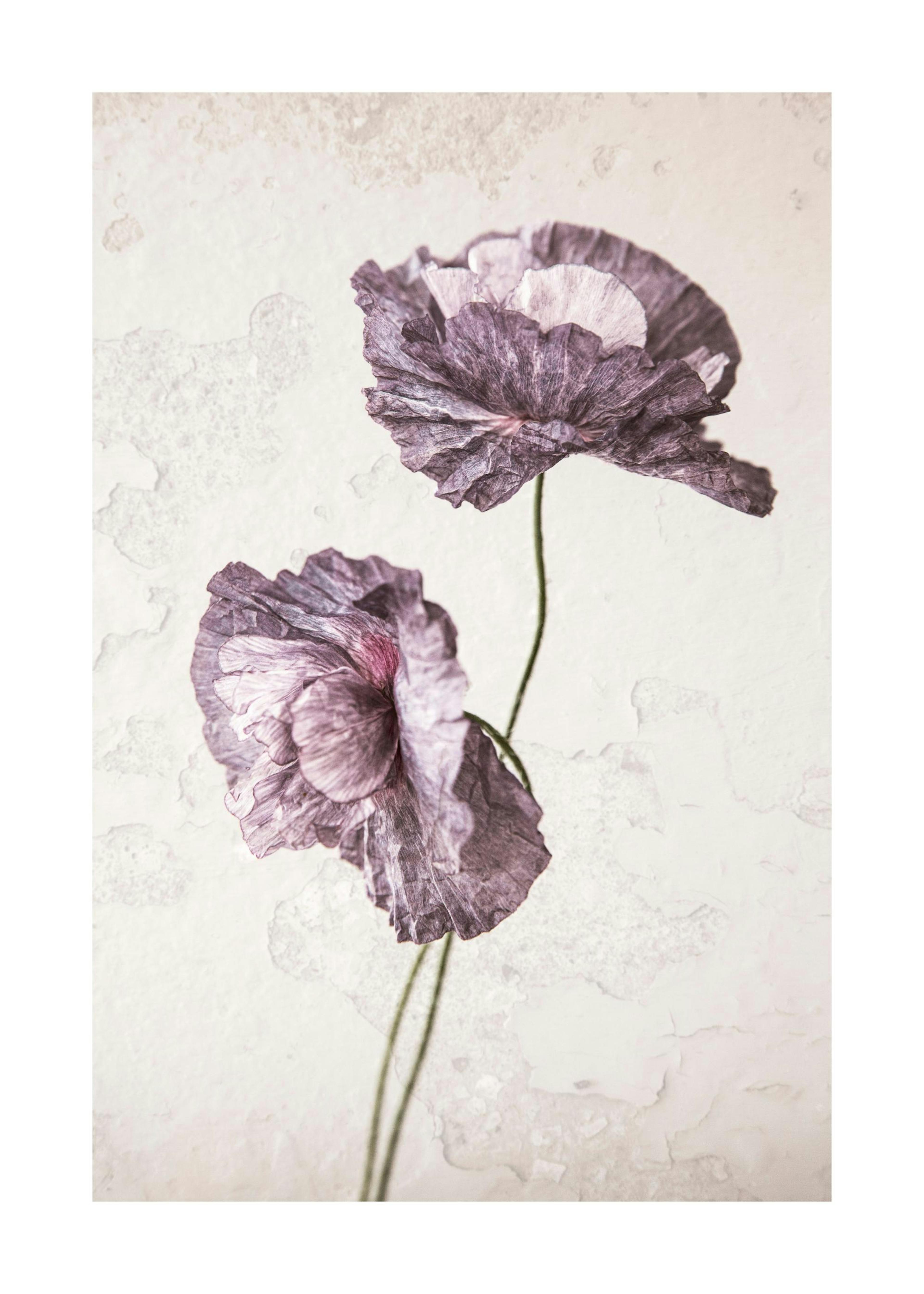 Purple Poppy Flower Print 0