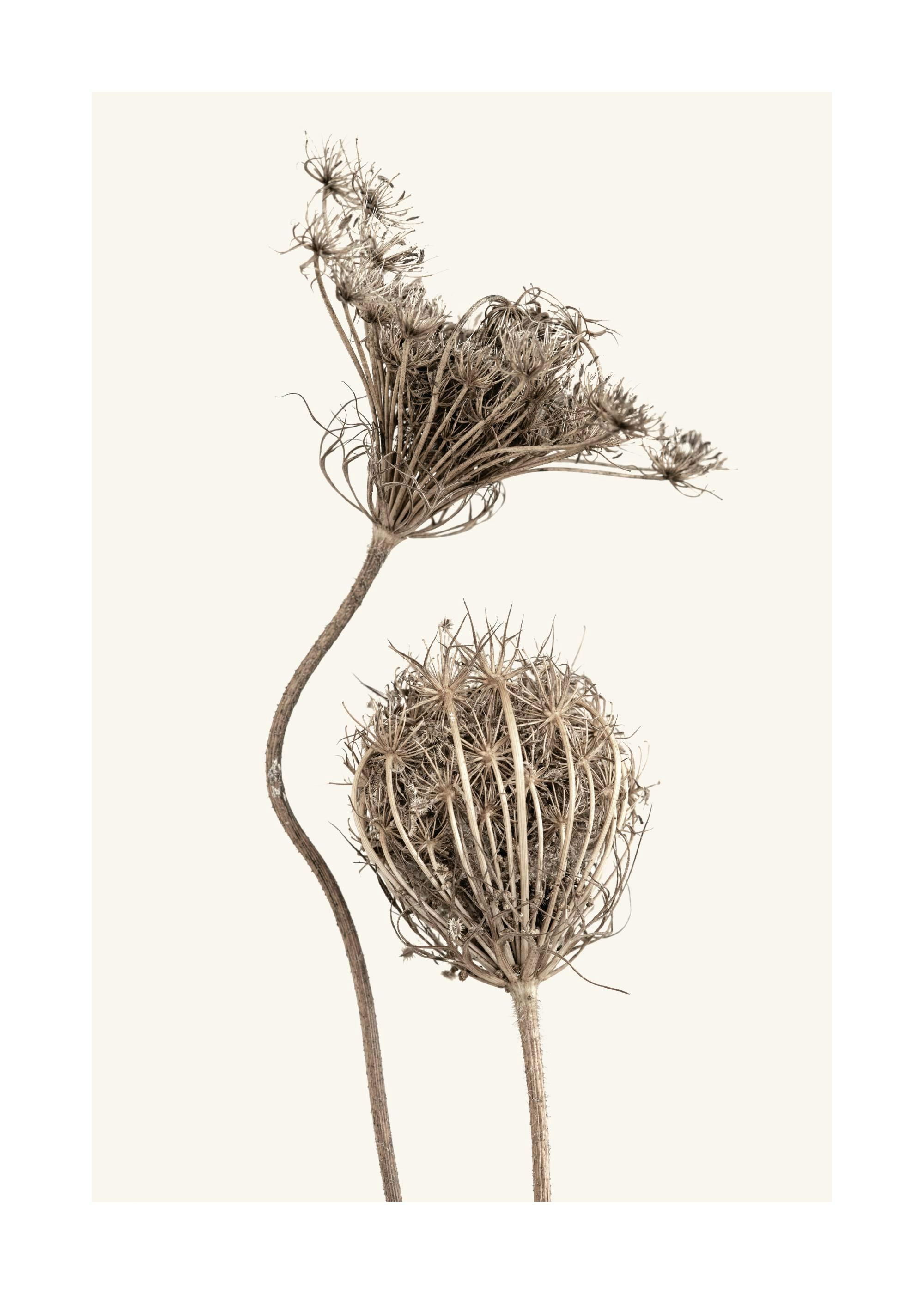 Boho Flowers Print 0