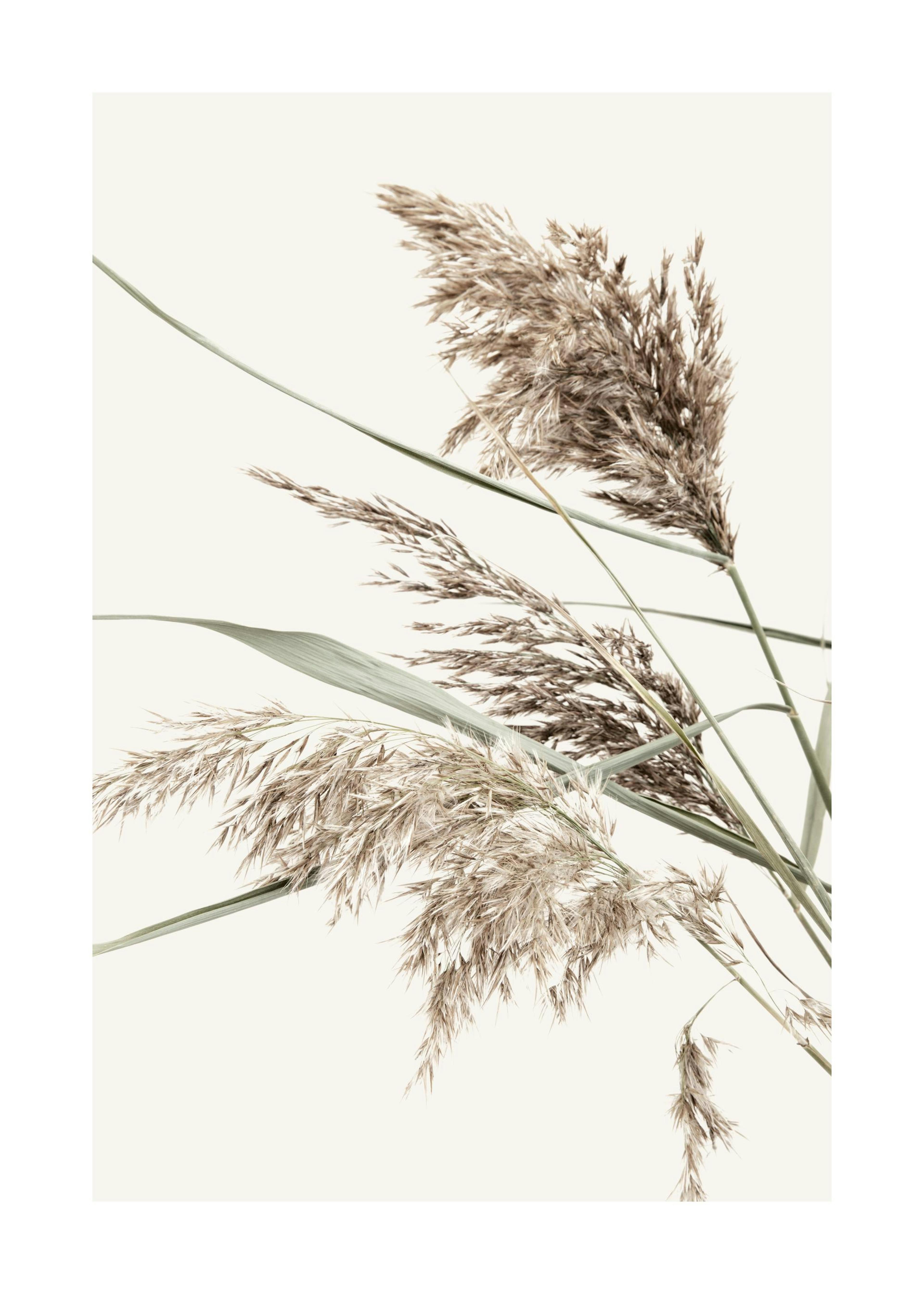 Boho Grass Poster 0
