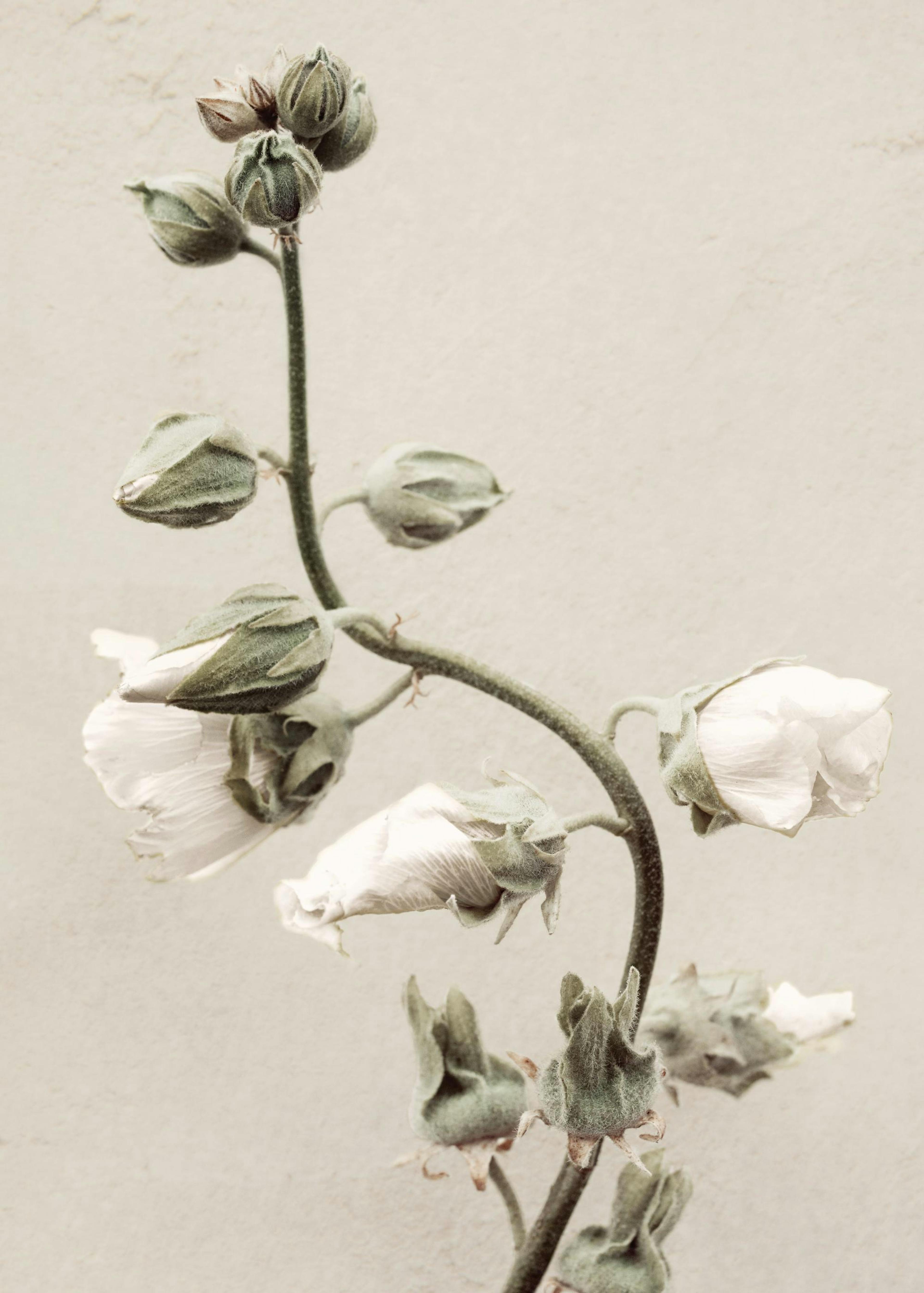 Soon to Bloom Print 0
