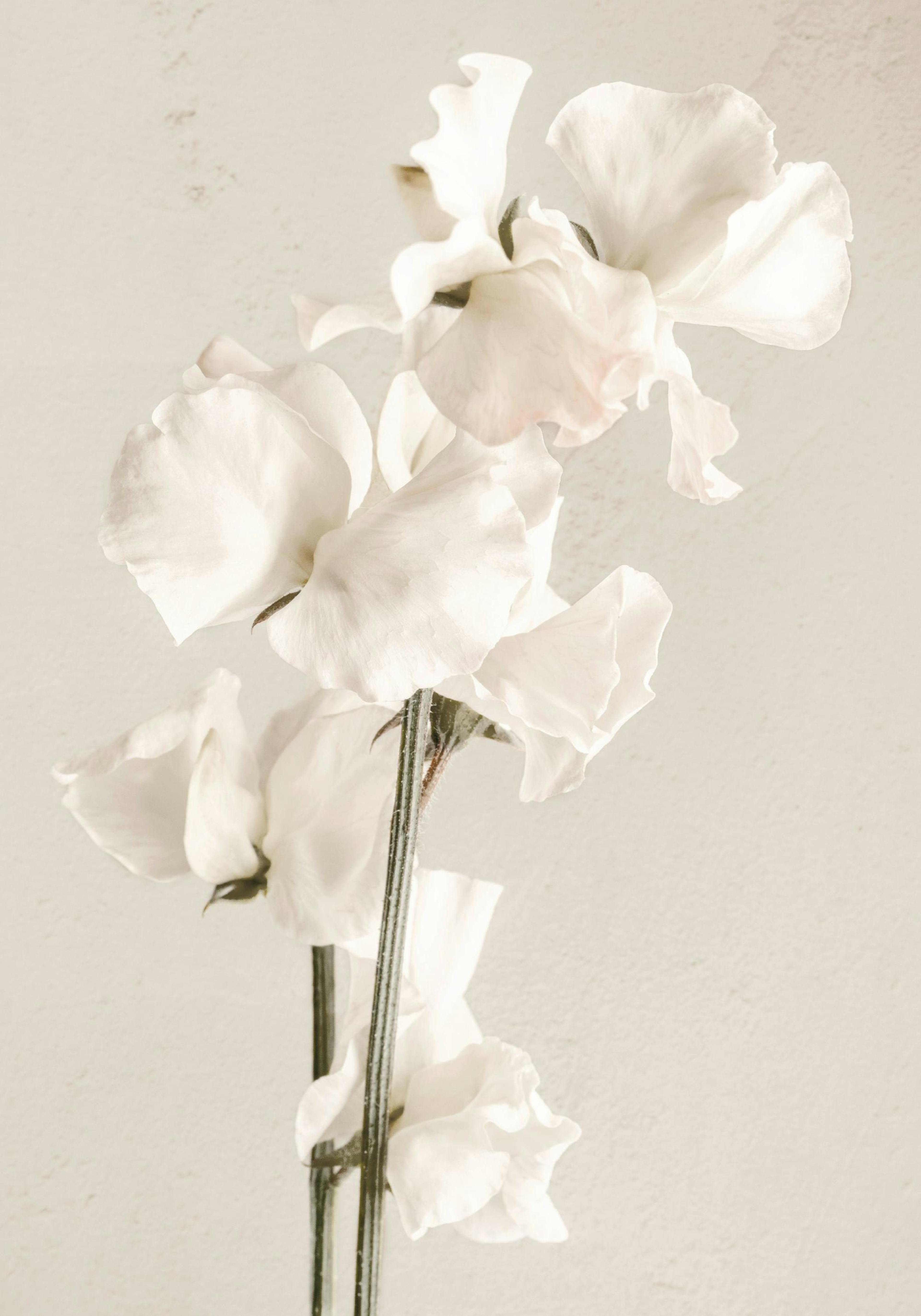 In Full Bloom Plakat