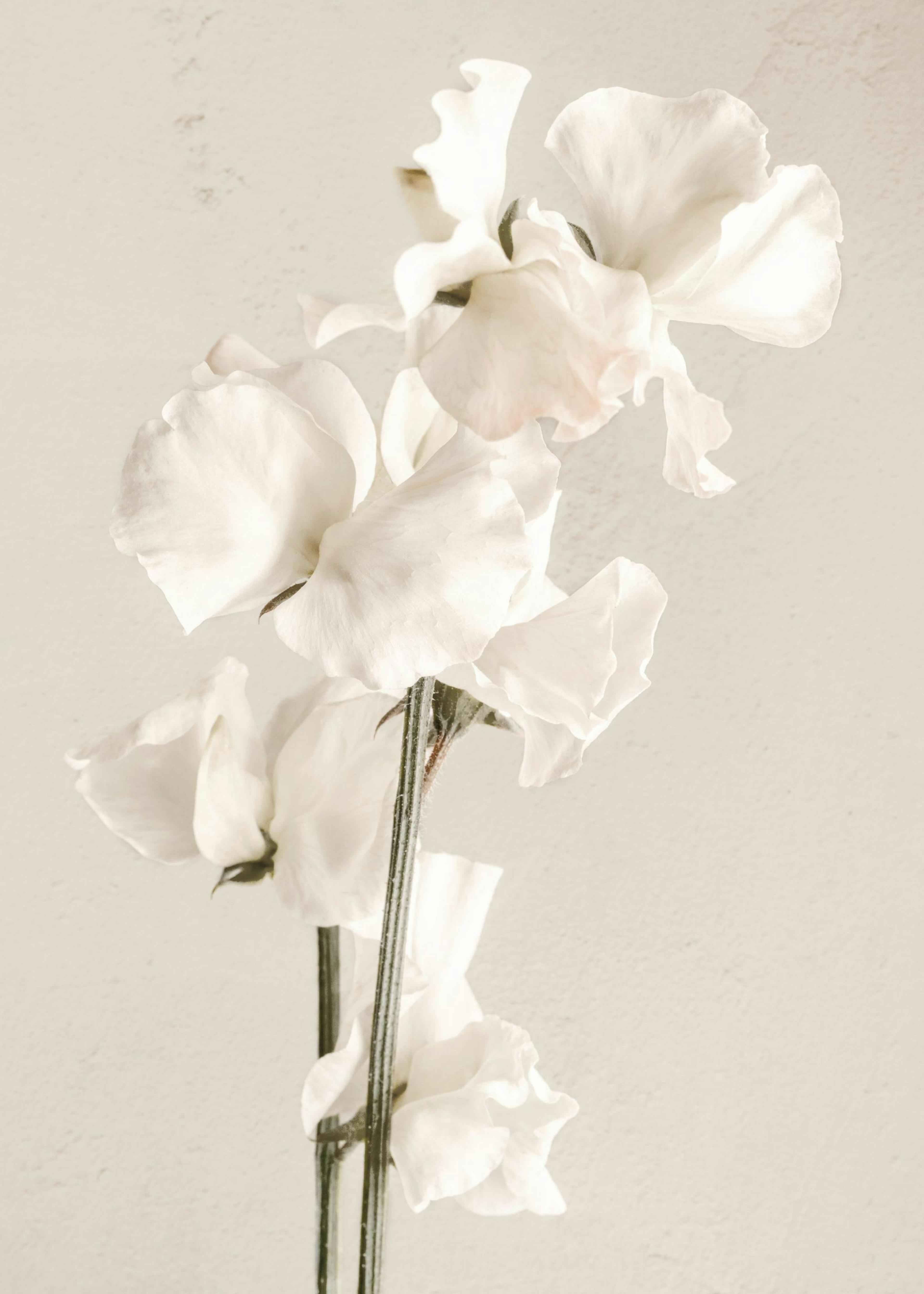 In Full Bloom Poster 0