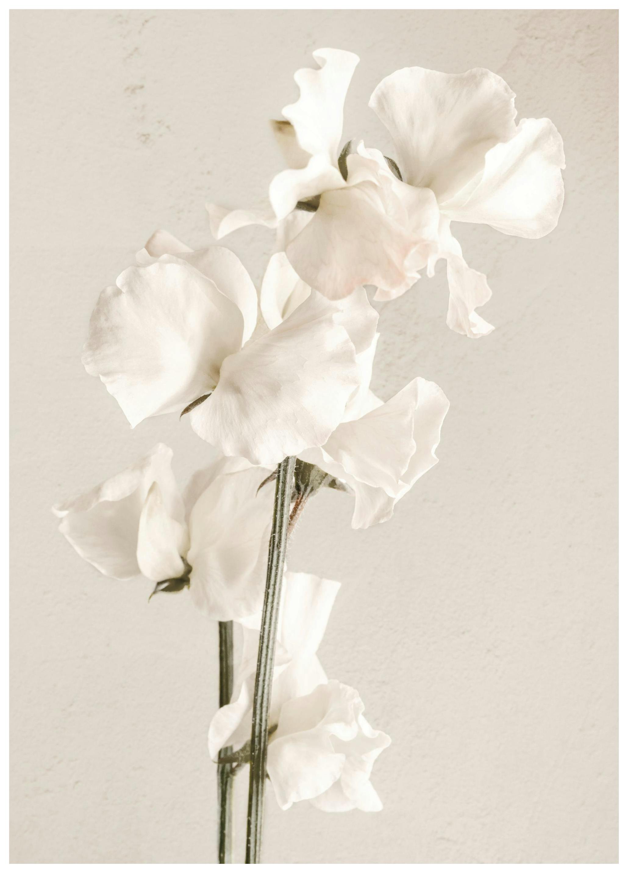 In Full Bloom Poster (30x40 cm) -  Poster mit Blumenmotiven