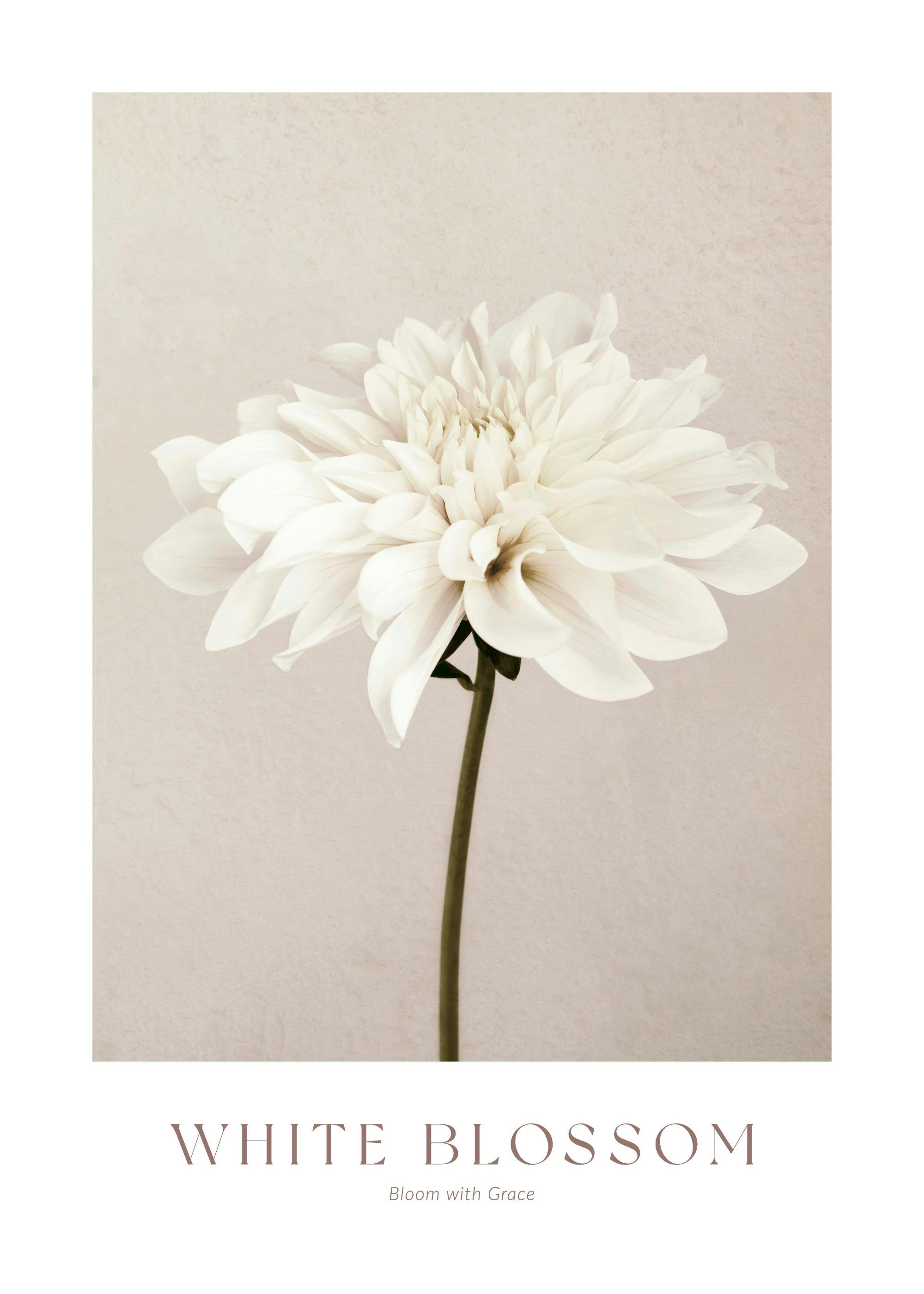 White Blossom No1 Print 0