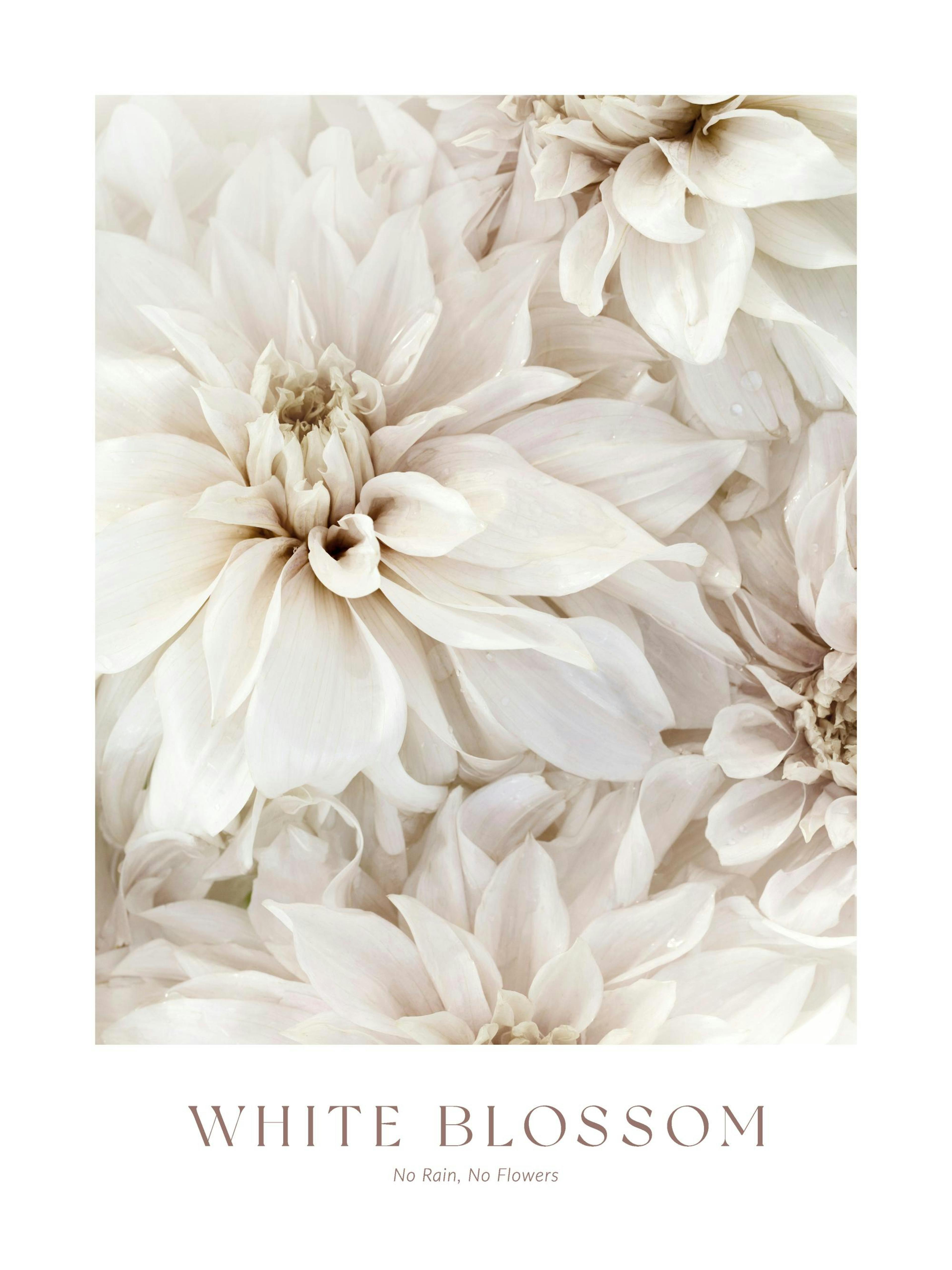 White Blossom No2 Print 0