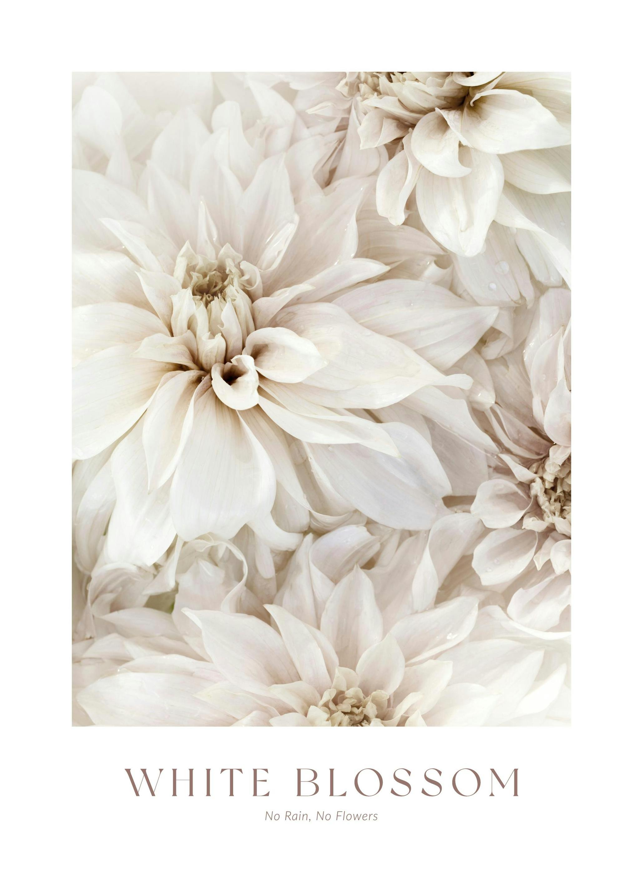 White Blossom No2 Print (50x70 cm)