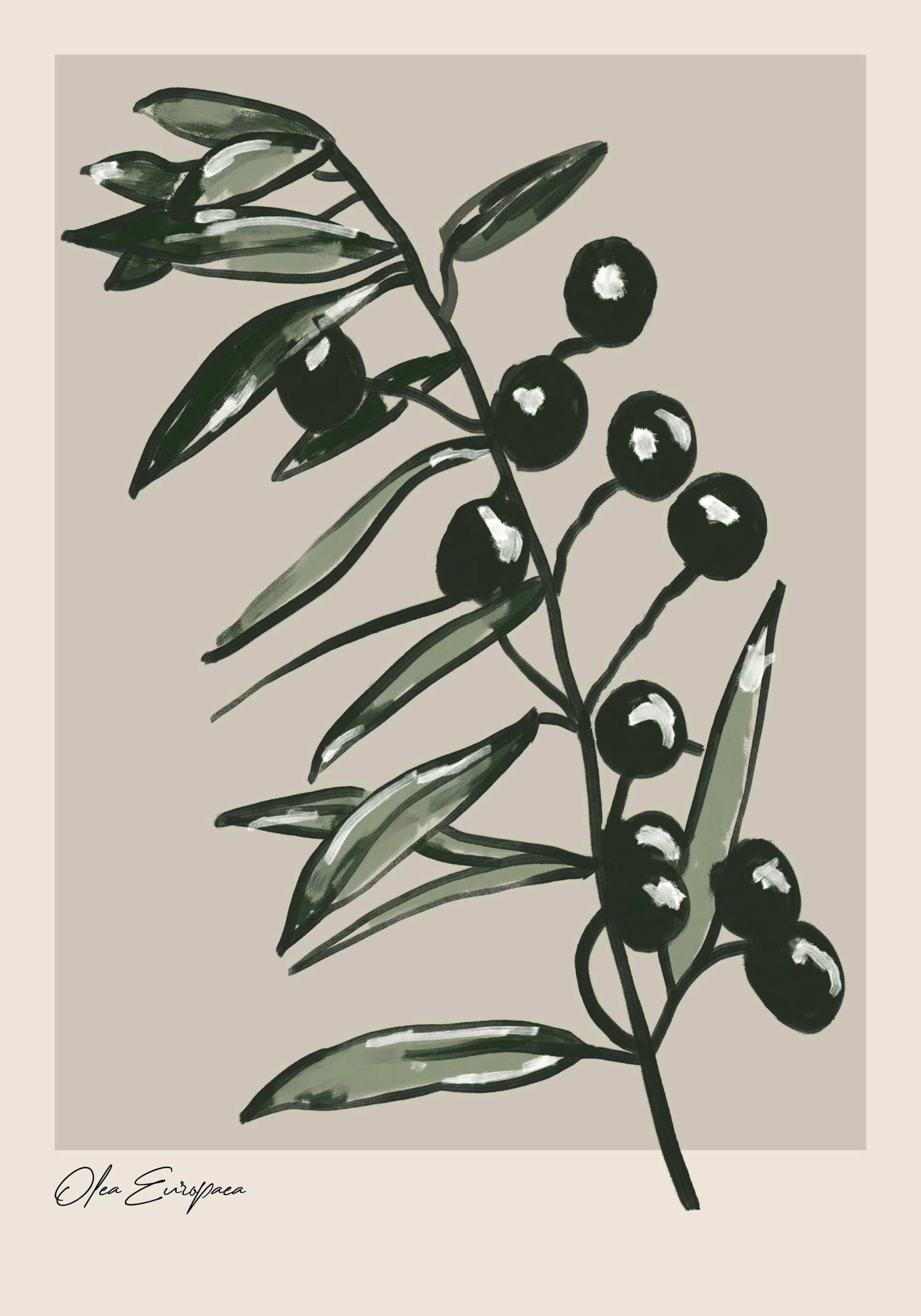 Olea Europaea Poster