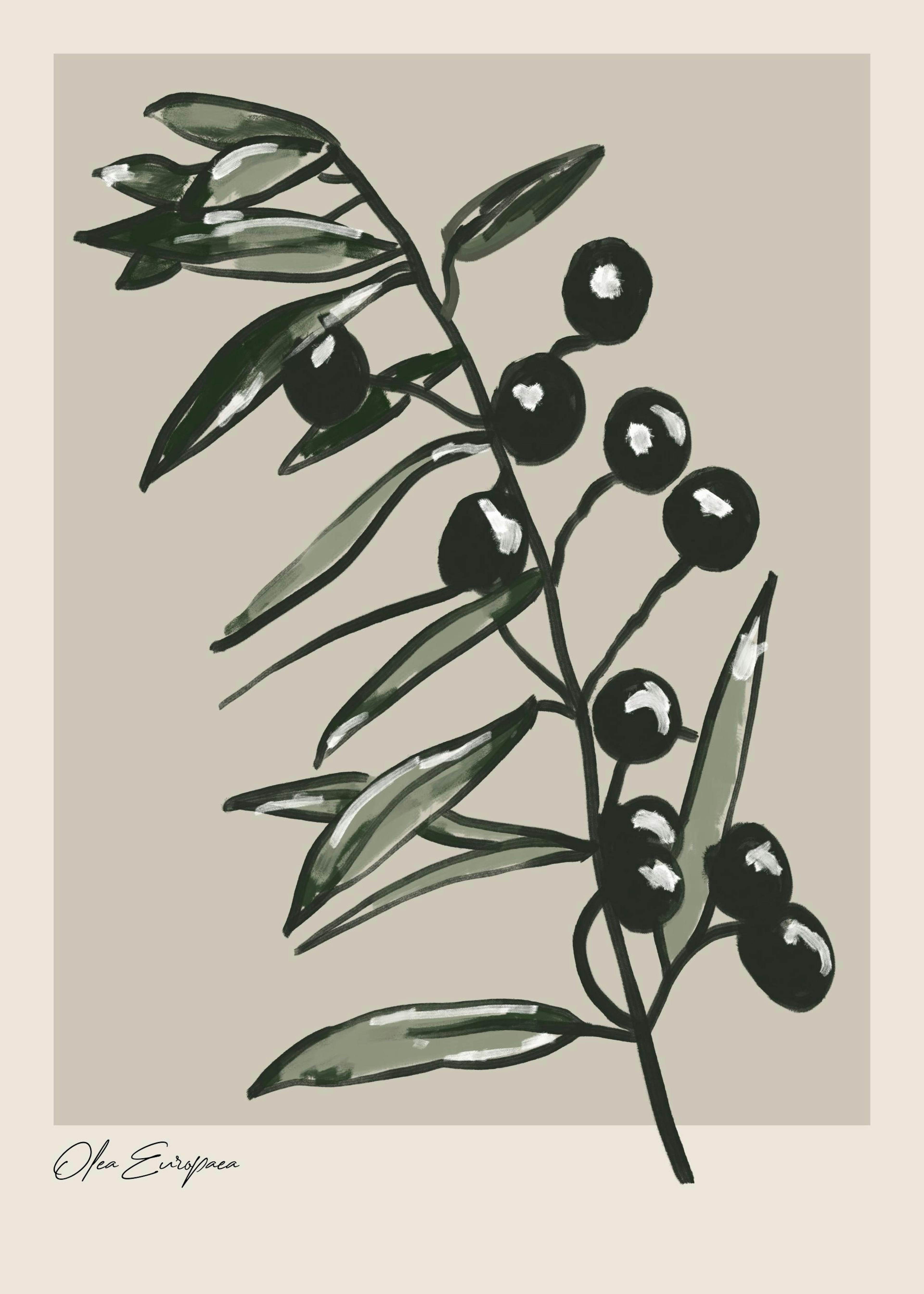Olea Europaea Print 0