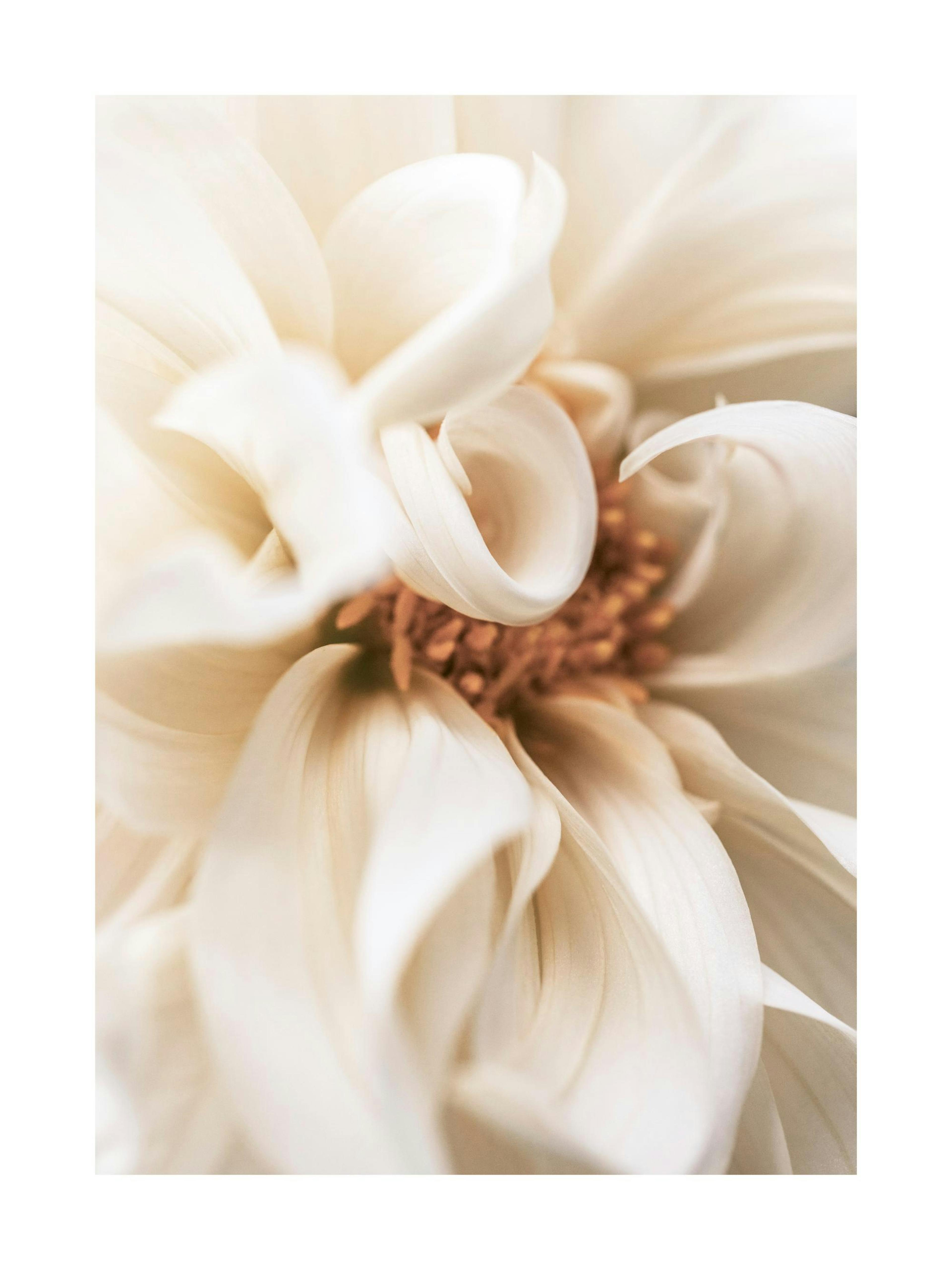 Warm Flower No1 Poster