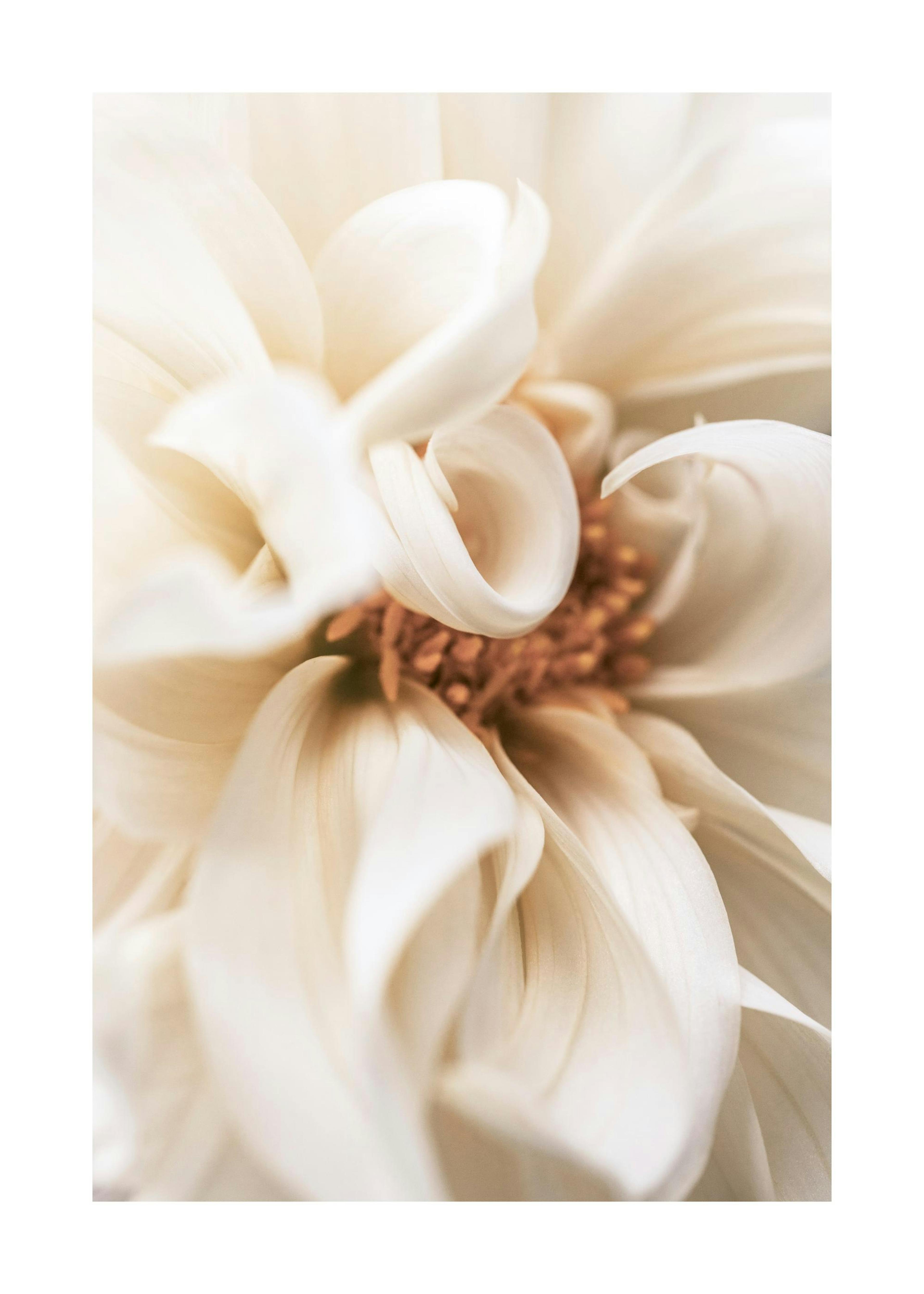 Warm Flower No1 Print 0